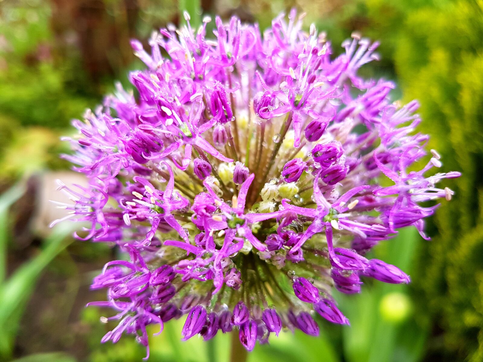 Samsung Galaxy S7 sample photo. Decorative garlic, flowers, spring photography