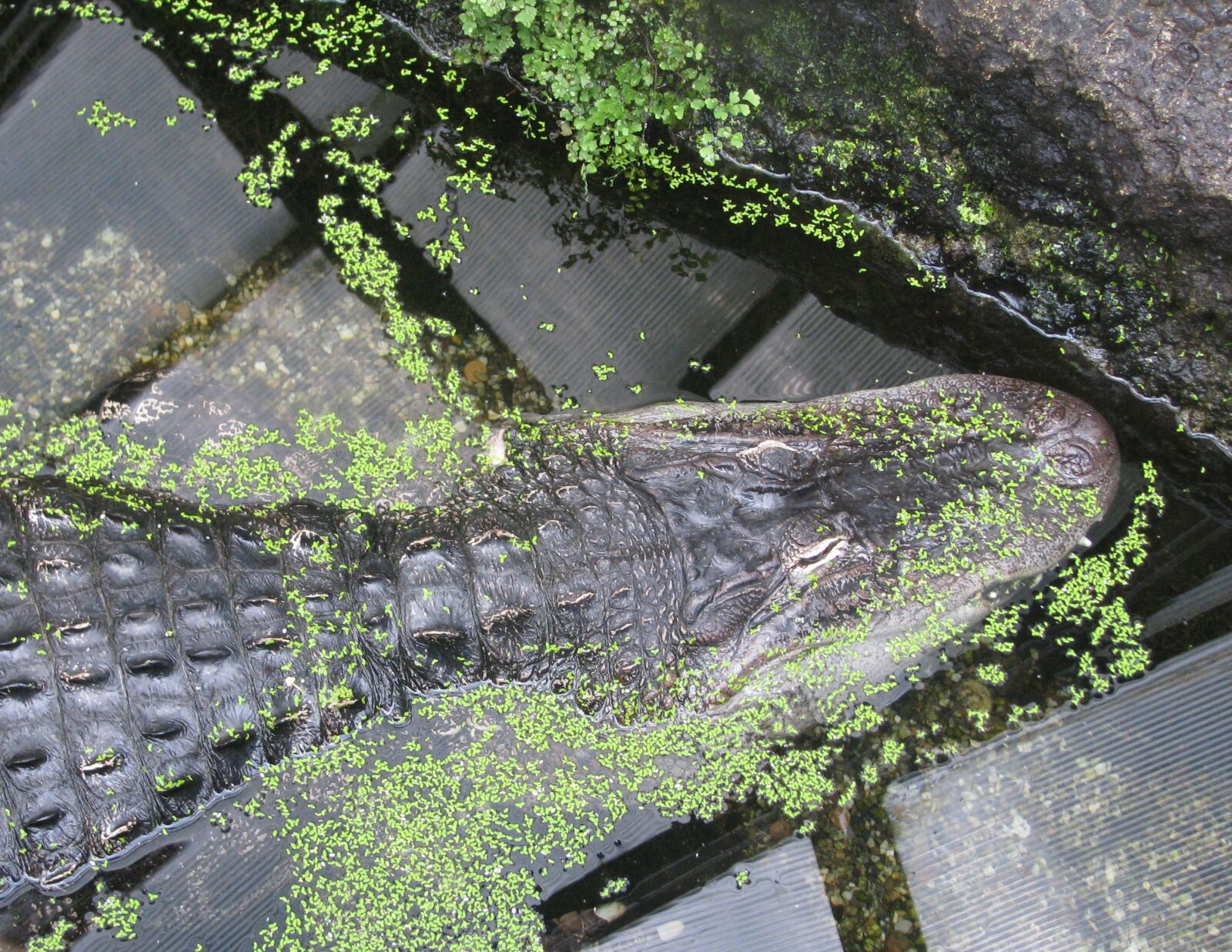 Canon POWERSHOT S5 IS sample photo. Crocodile, water, green photography