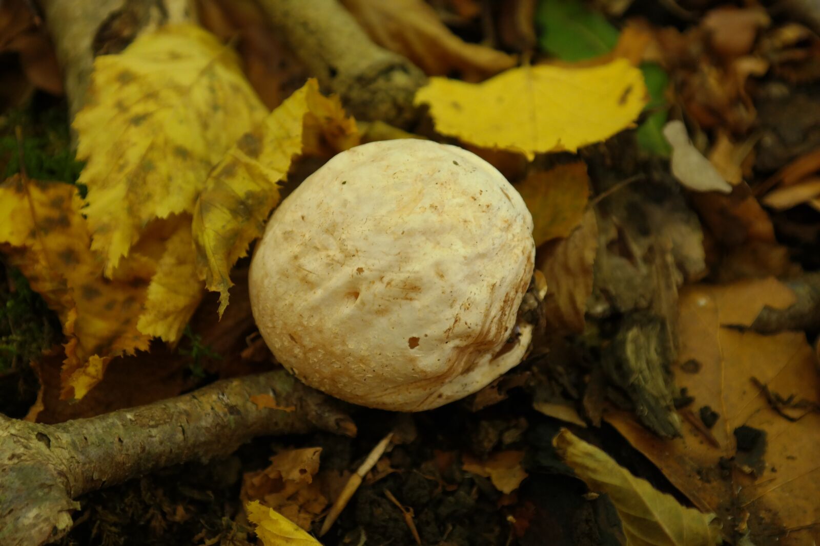 Samsung NX300 sample photo. Bovist, mushroom, umbrinum photography