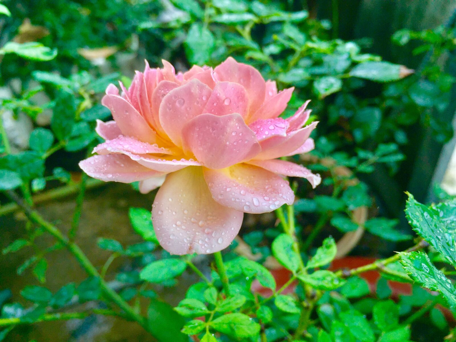 iPhone 6 Plus back camera 4.15mm f/2.2 sample photo. Close, up, of, wet photography