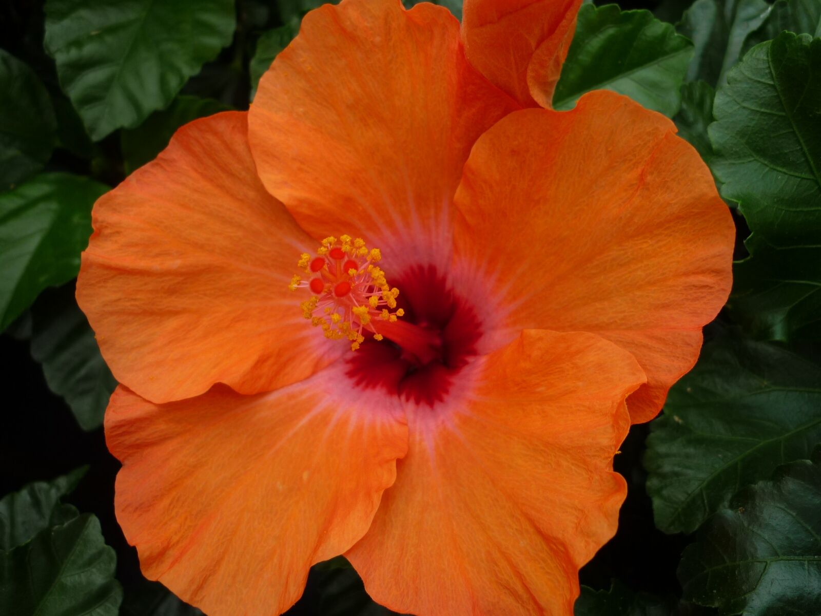 Panasonic Lumix DMC-FS6 sample photo. Hibiscus, magnificent, orange blossom photography
