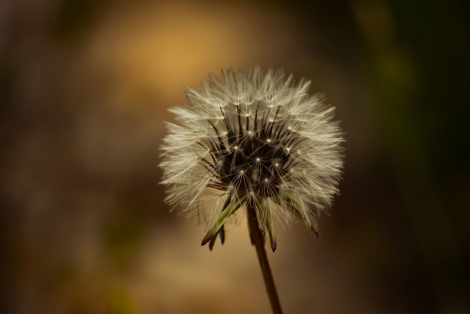 Nikon D3300 sample photo. Nature, flora, flower photography
