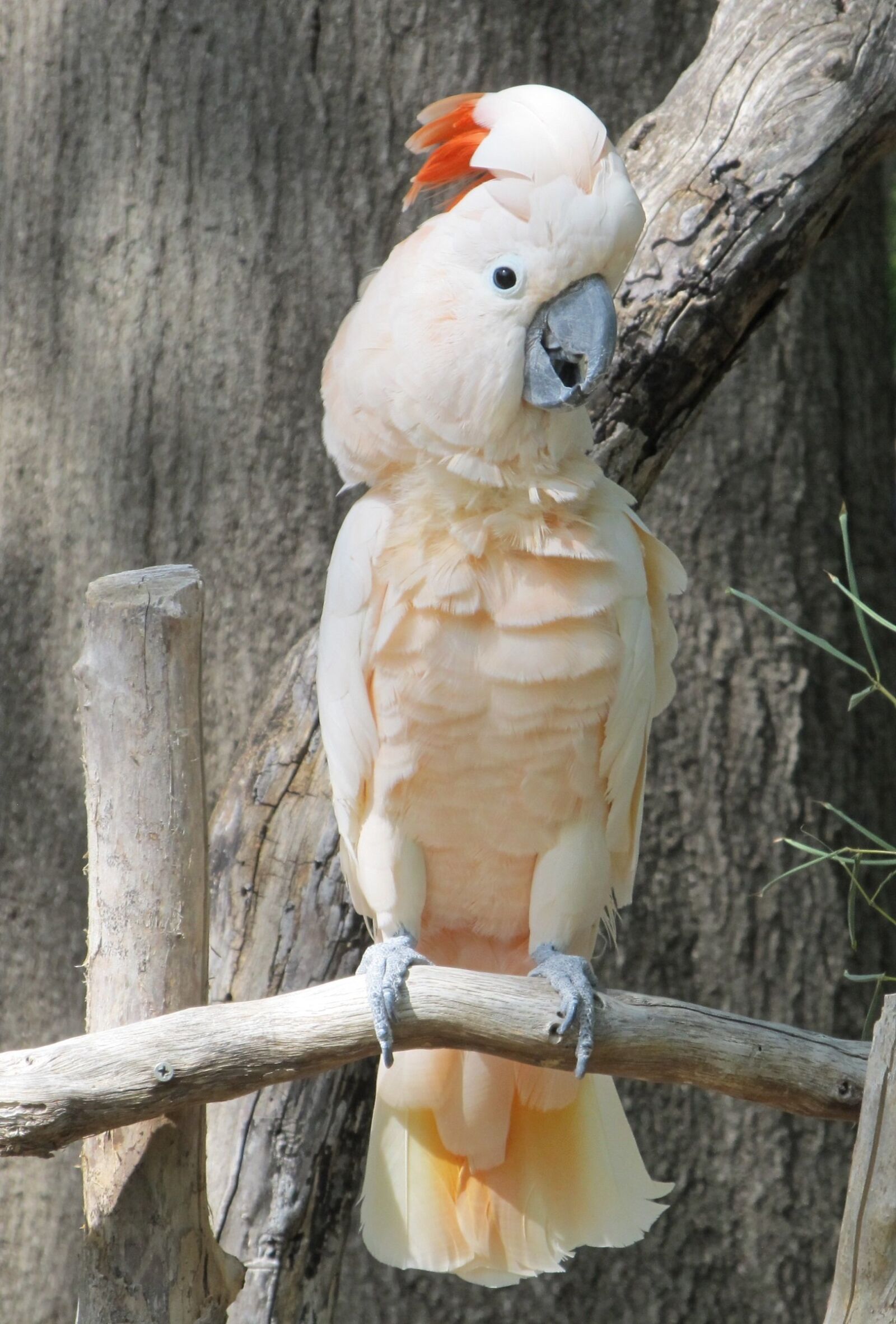 Canon PowerShot SX130 IS sample photo. Cockatoo, bird, exotic photography