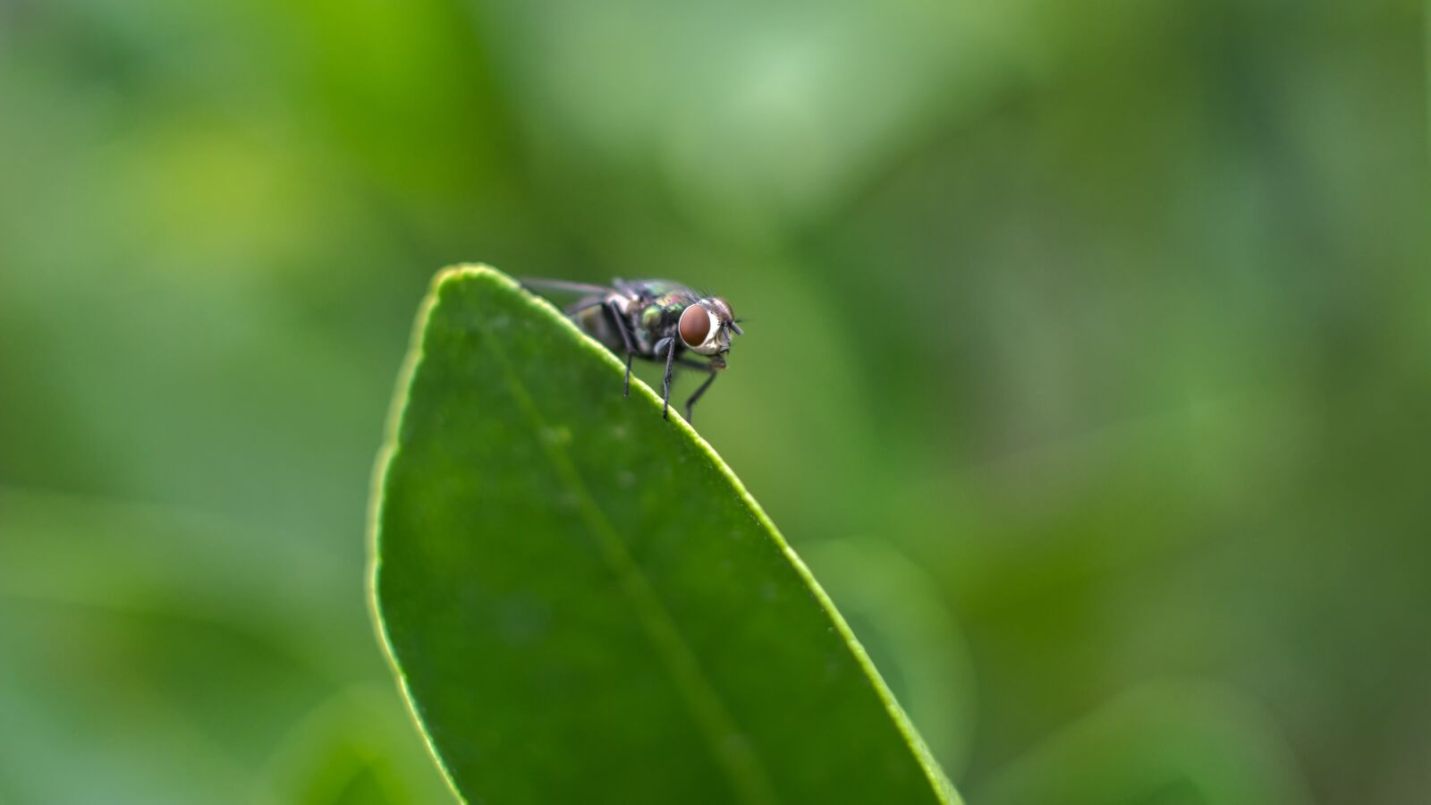Nikon D5200 sample photo. Fly, insect, macro photography