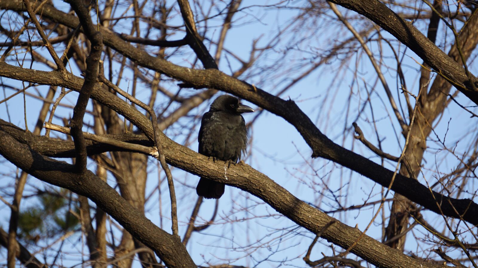 Sony E 55-210mm F4.5-6.3 OSS sample photo. Wood, nature, outdoors photography