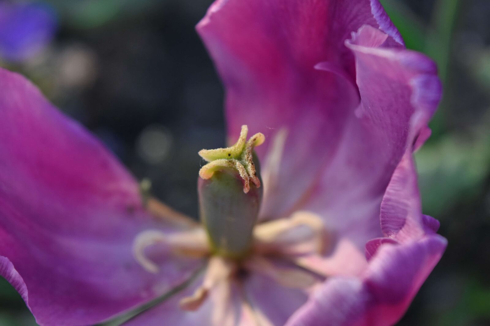 Nikon D5500 sample photo. Pistil, purple, tulip, petal photography