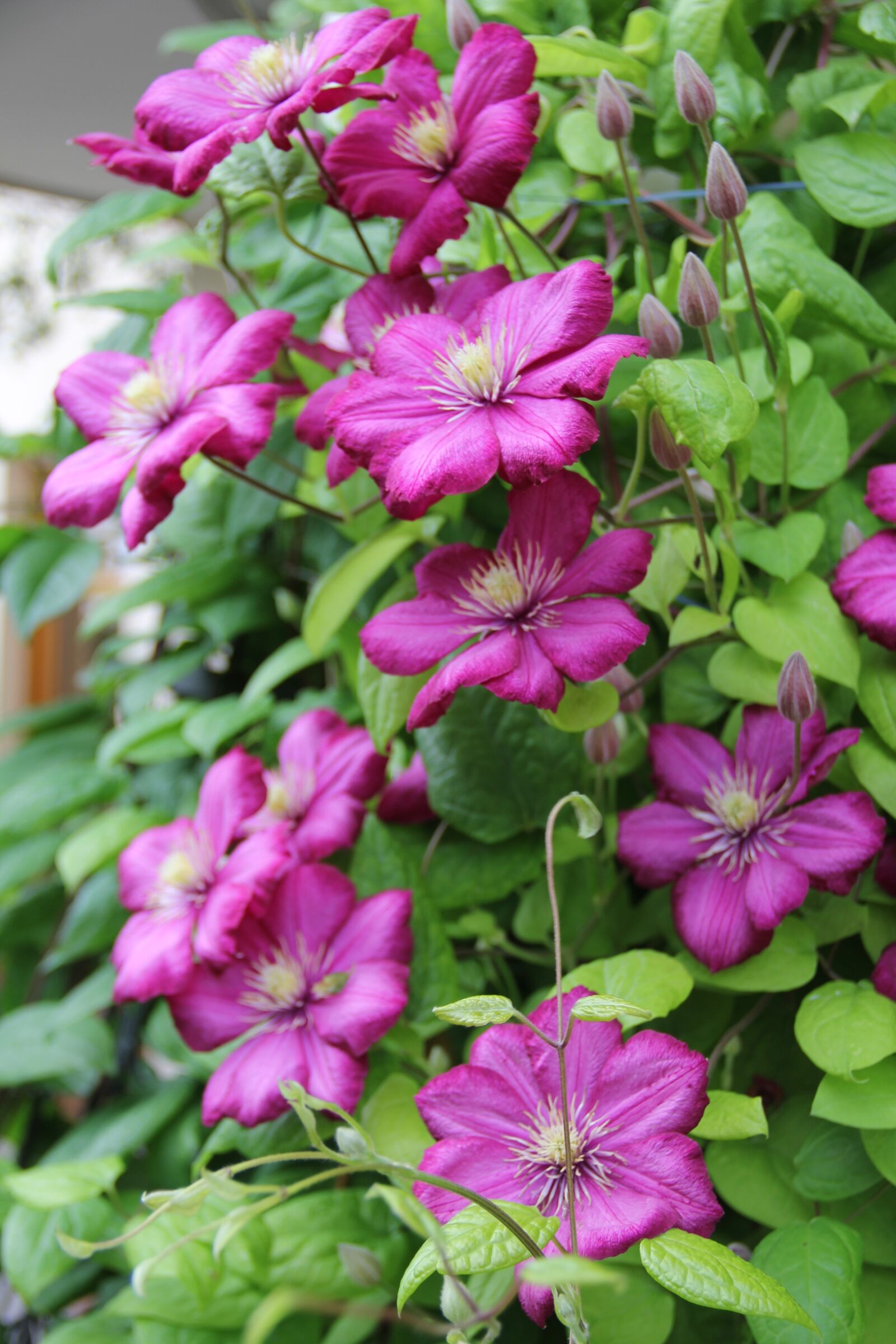 Canon EOS 550D (EOS Rebel T2i / EOS Kiss X4) sample photo. Clematis, flowers, plant photography