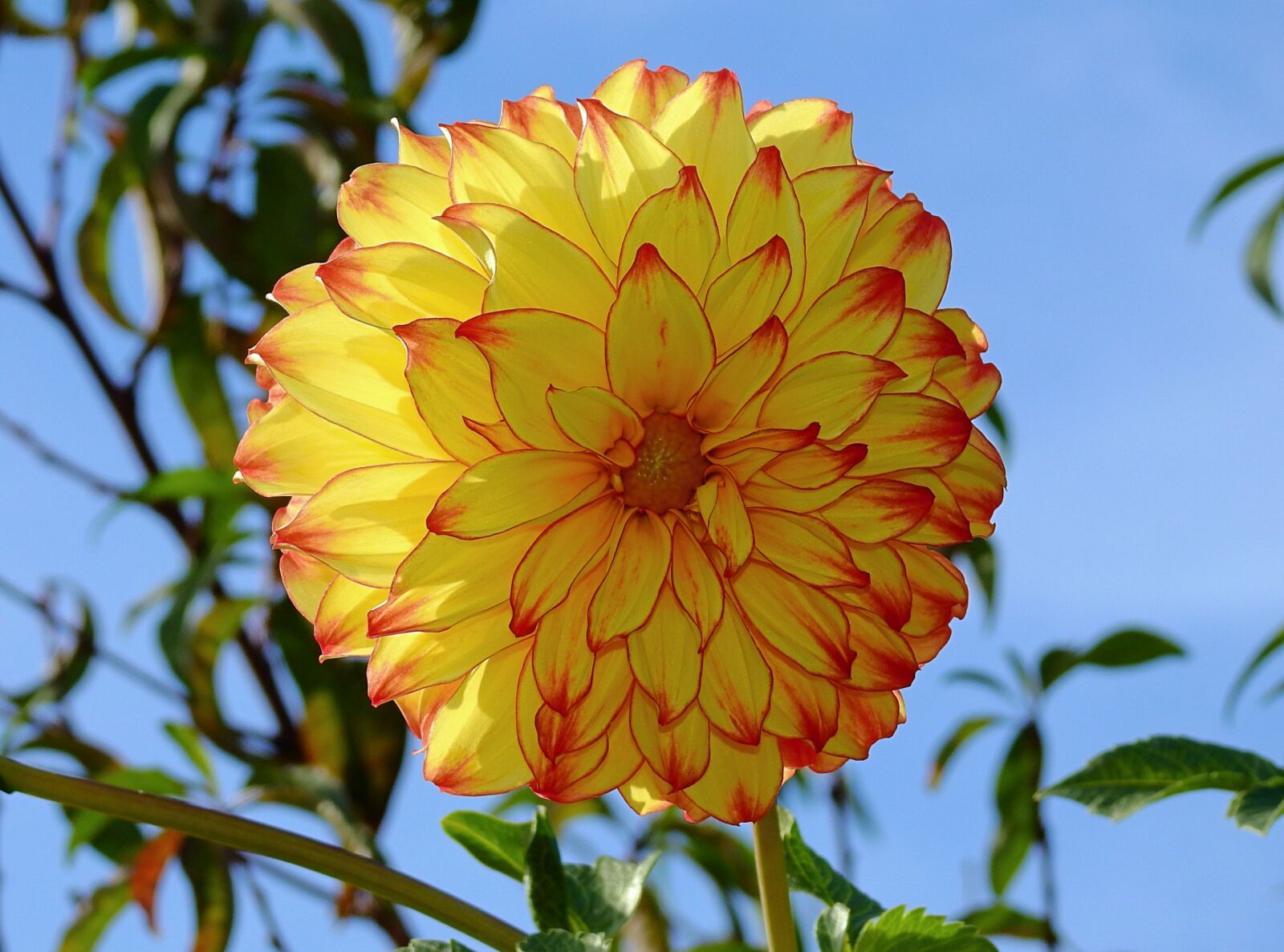 Nikon Coolpix P900 sample photo. Flowers, autumn garden, beauty photography