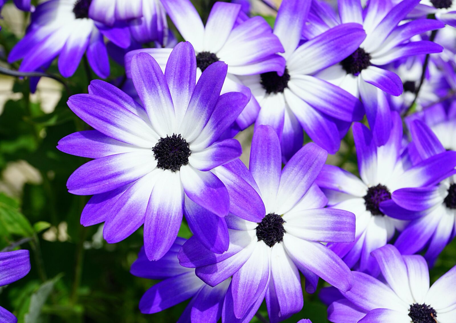 Sony a7 II + Sony E 30mm F3.5 Macro sample photo. Blue, white, daisies photography