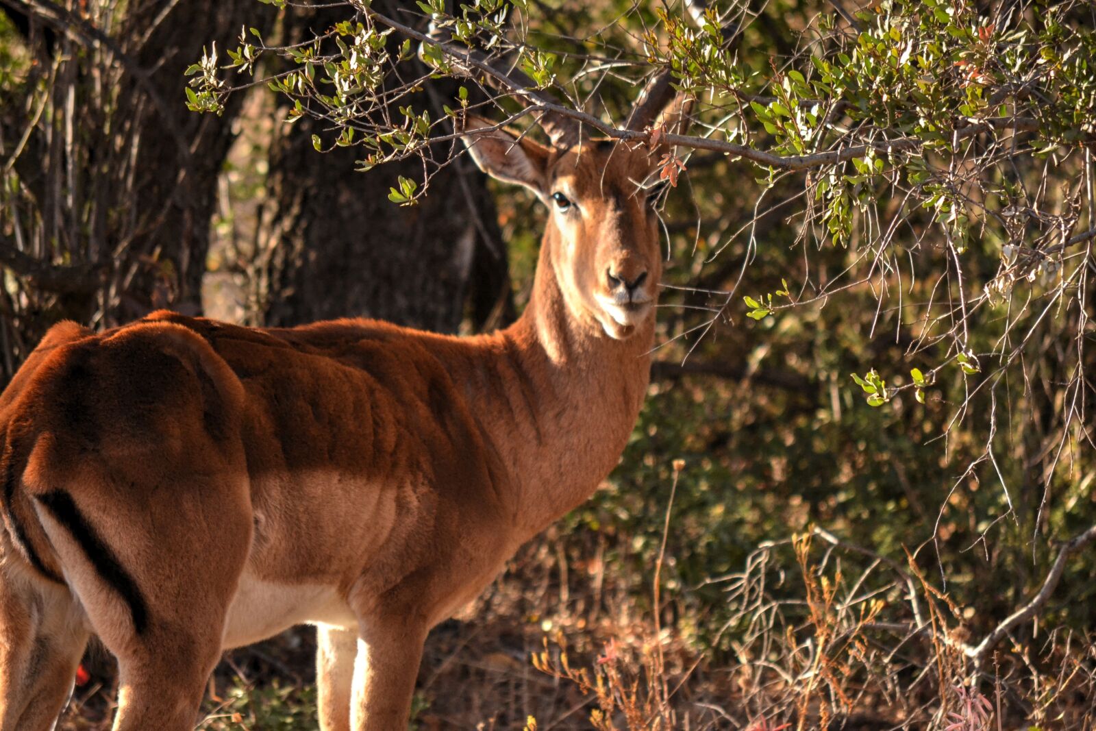 Nikon D3100 sample photo. Wild life, africa sun photography