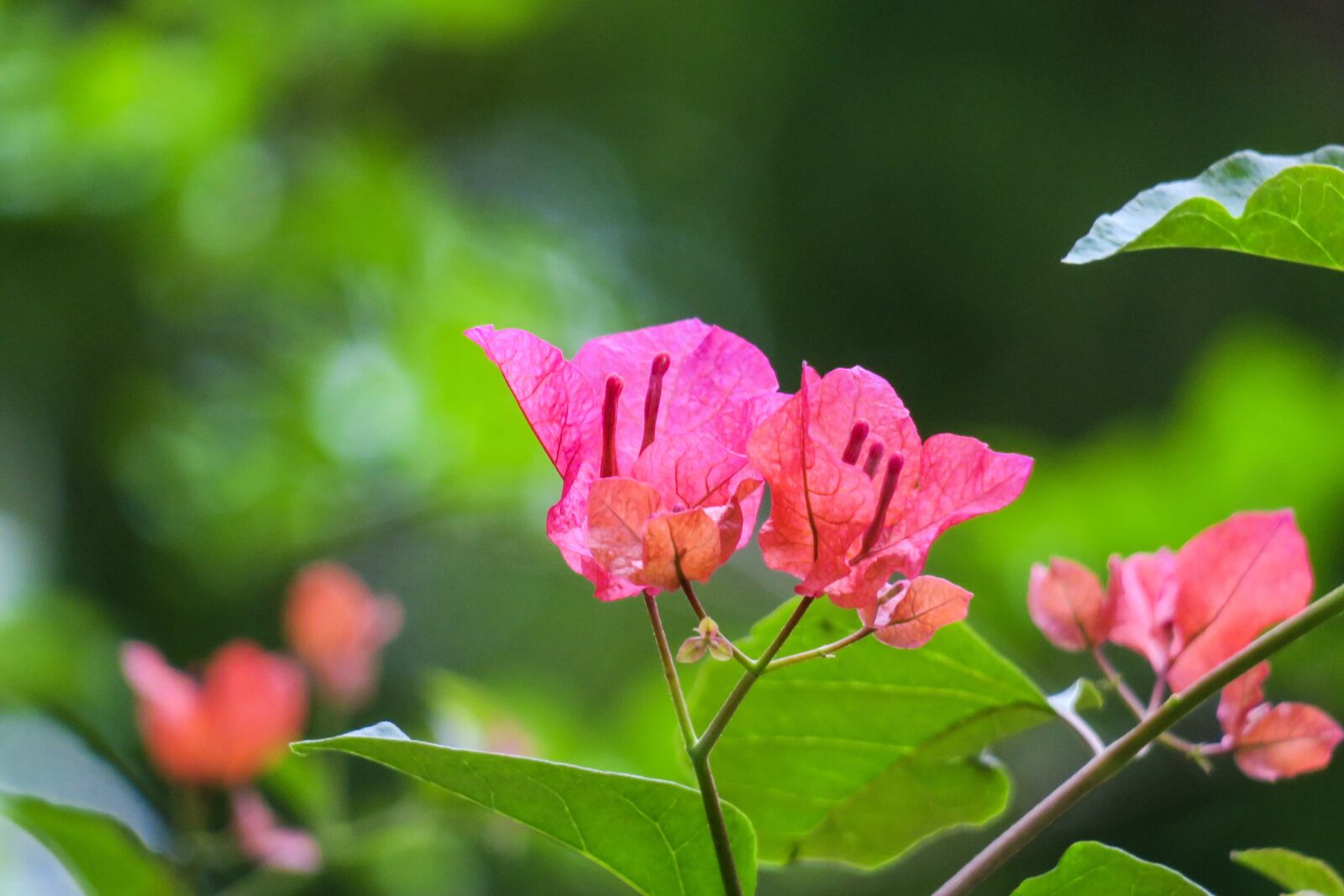 Canon PowerShot G3 X sample photo. Leaves flowers, bougainvillea, bougainvillea photography