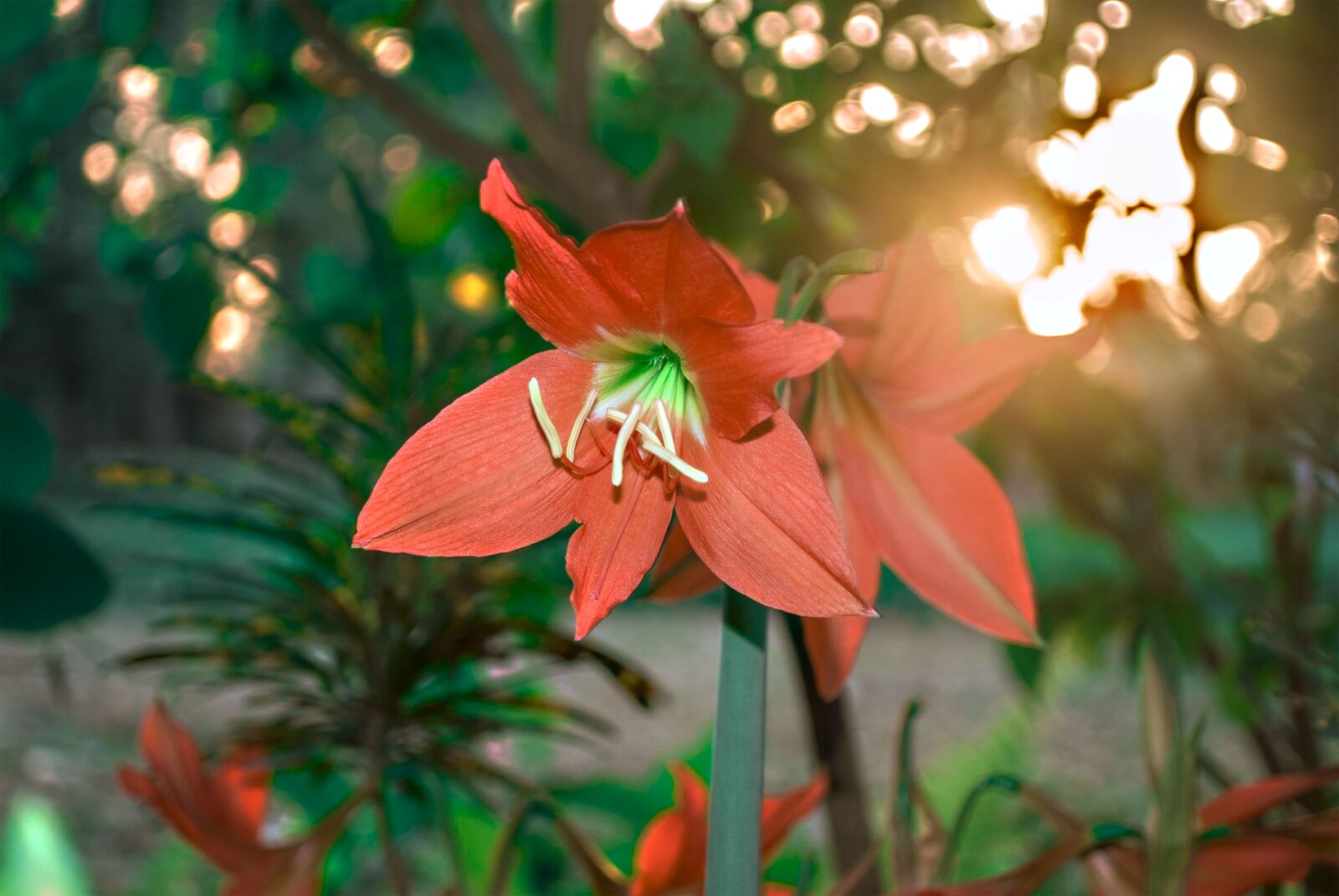 Nikon D3000 sample photo. Beautiful flower, flowers, color photography