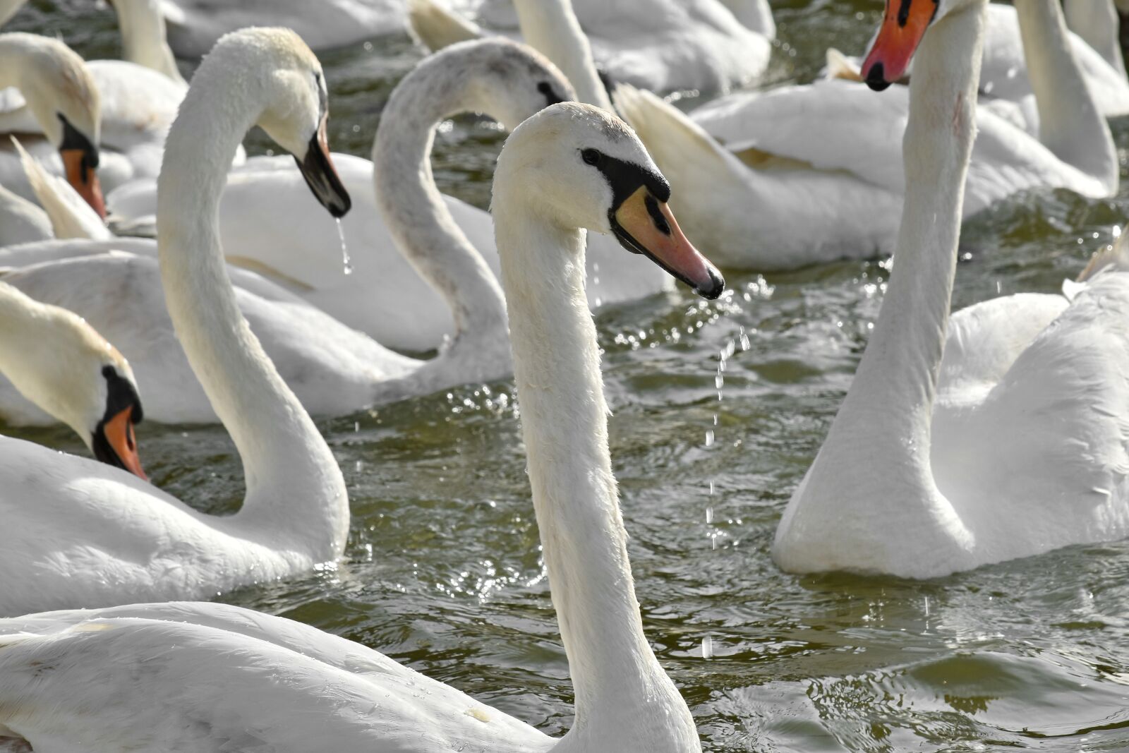 Nikon D5500 sample photo. Bird family, flock, swan photography
