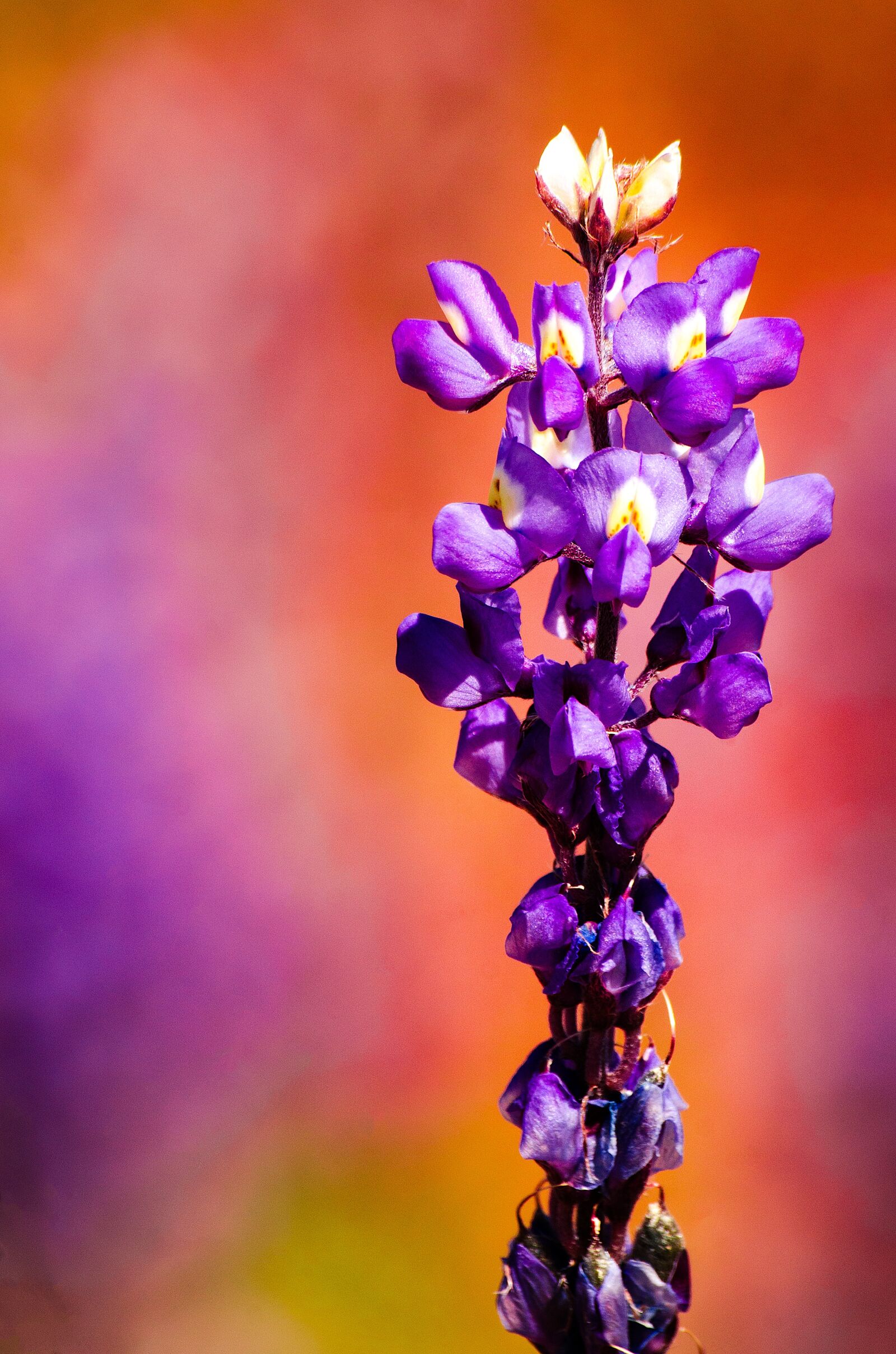 Nikon D7000 sample photo. Flowers, behold, plants photography