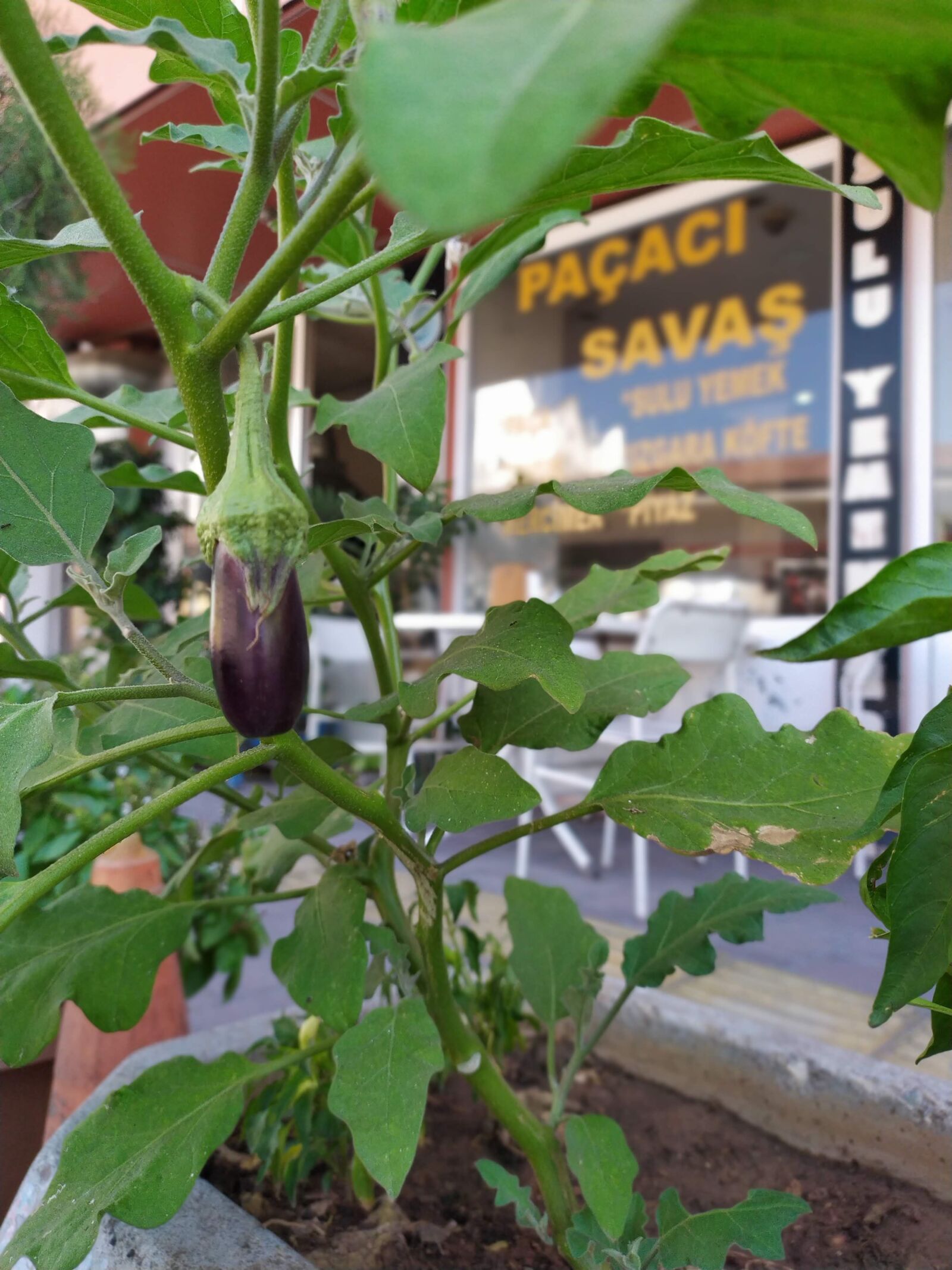 Xiaomi Redmi Note 7 sample photo. Eggplant, vegetables, healthy photography