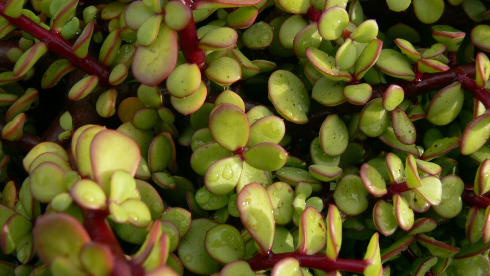 Panasonic DMC-FZ30 sample photo. Jade, succulent, green photography