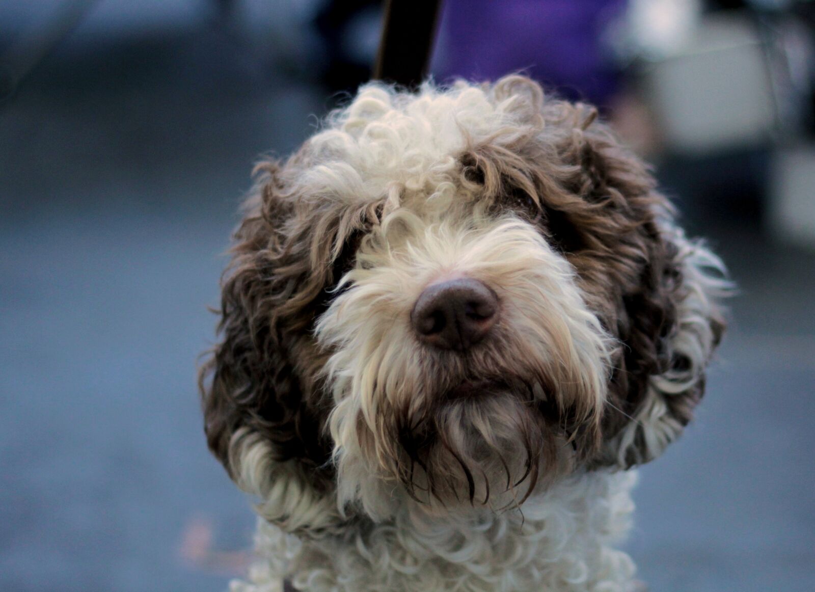 Canon EOS 600D (Rebel EOS T3i / EOS Kiss X5) + Canon EF 50mm F1.8 STM sample photo. Dog, fur, purebred photography
