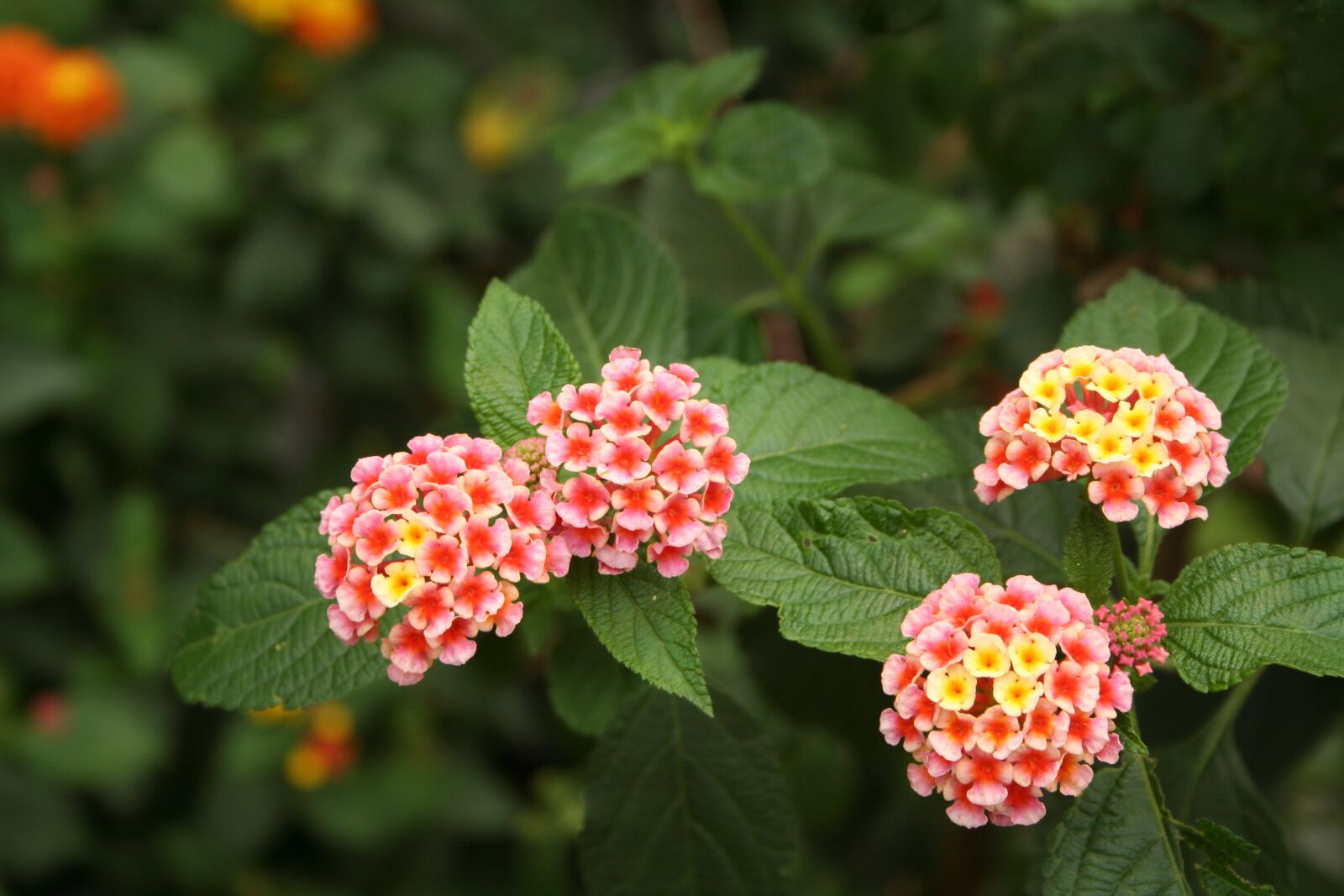 Canon EOS 350D (EOS Digital Rebel XT / EOS Kiss Digital N) sample photo. Lanthanide, flowers, plants photography