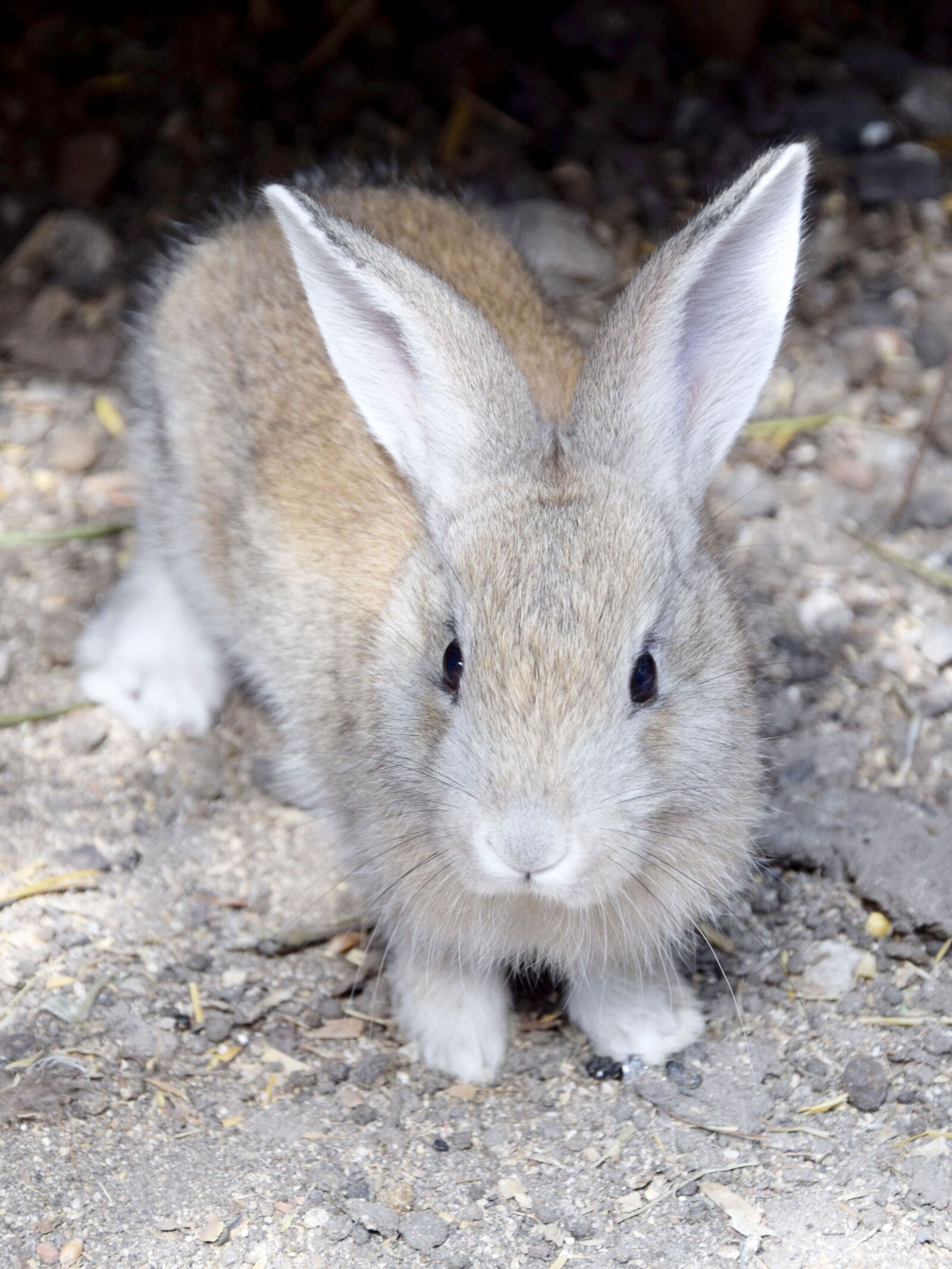 Nikon D3300 sample photo. Rabbit, animals, fur photography