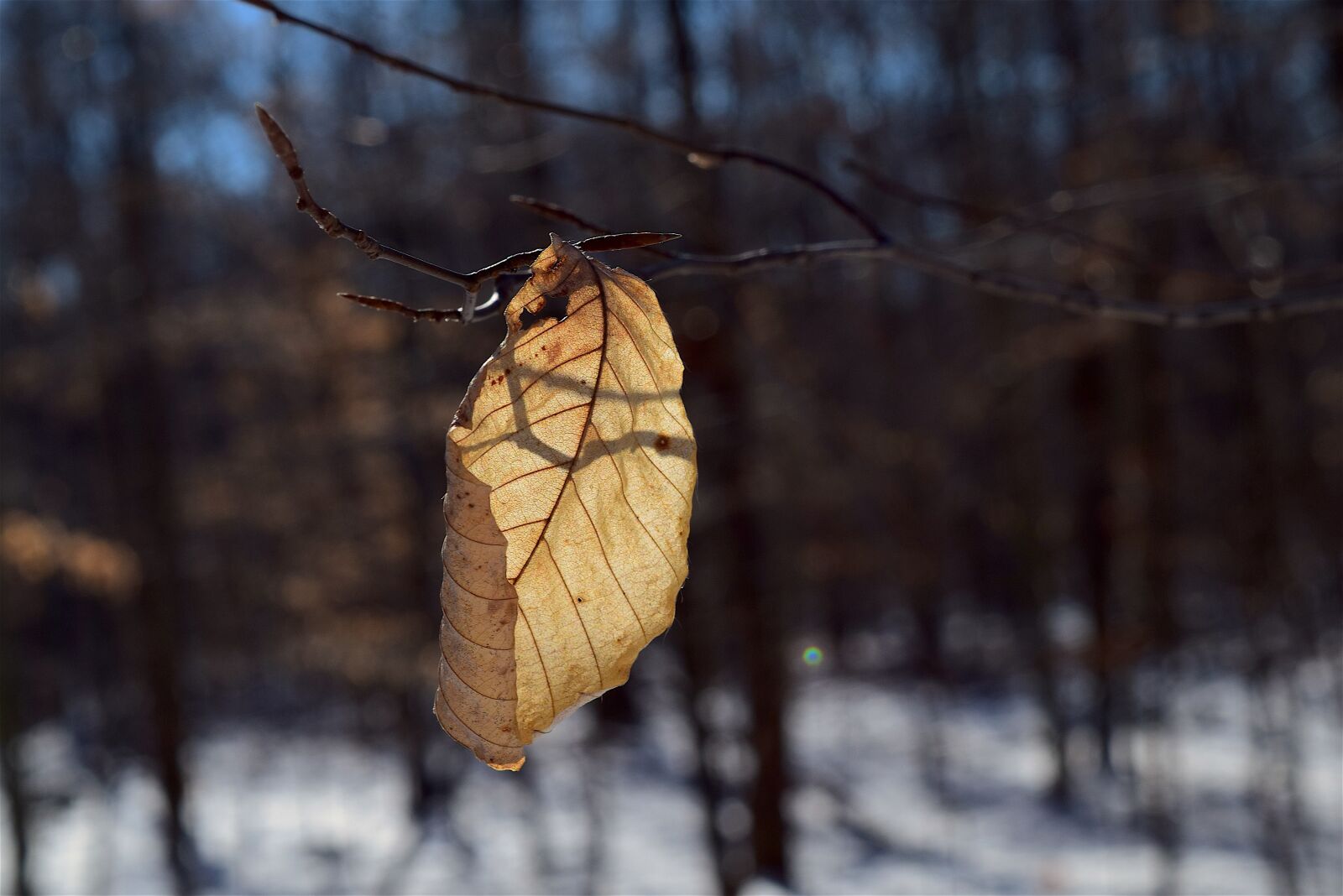 Nikon D3300 sample photo. Leaf, shadow, woods photography
