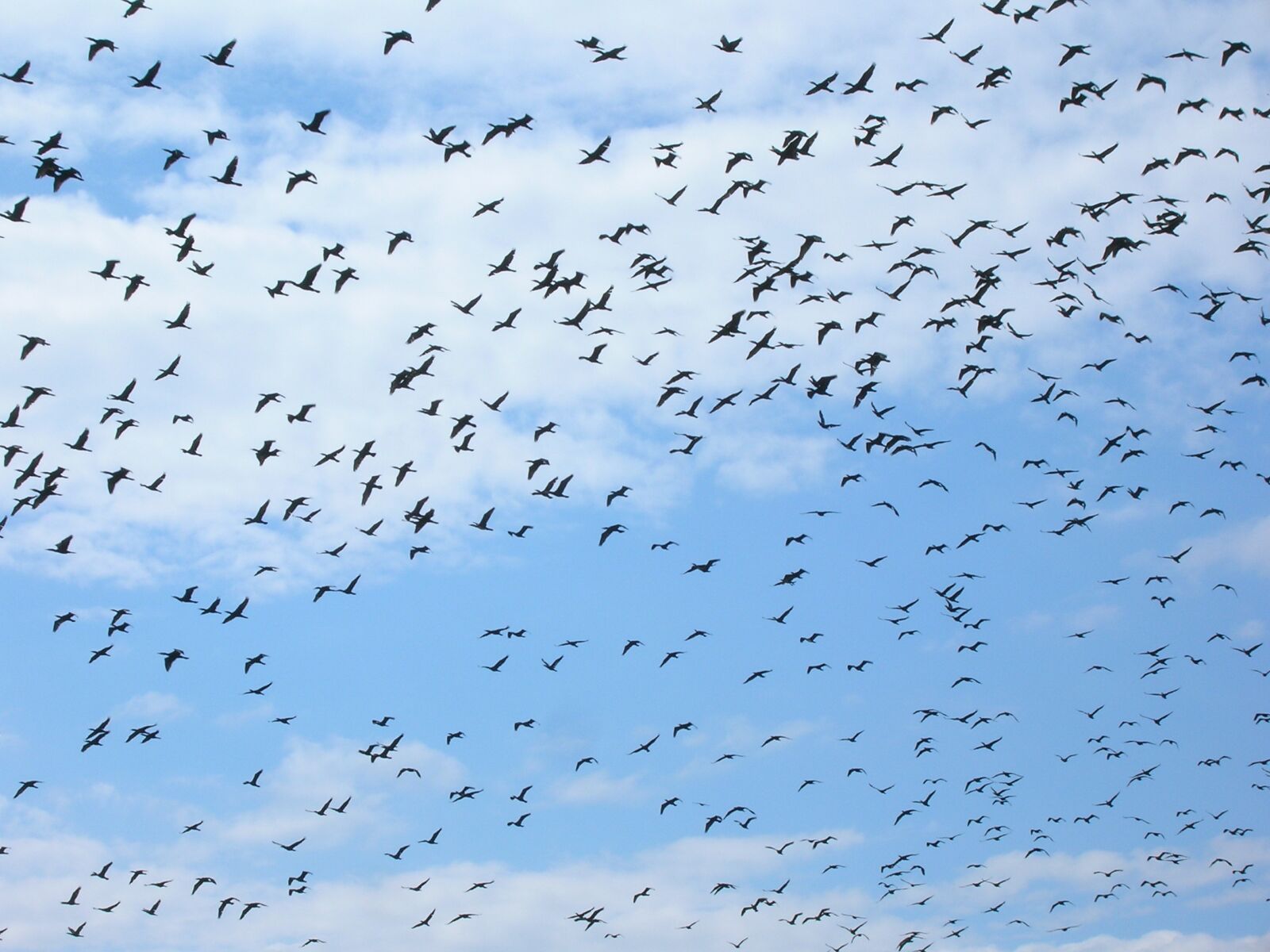 Nikon E5600 sample photo. Birds in the sky photography