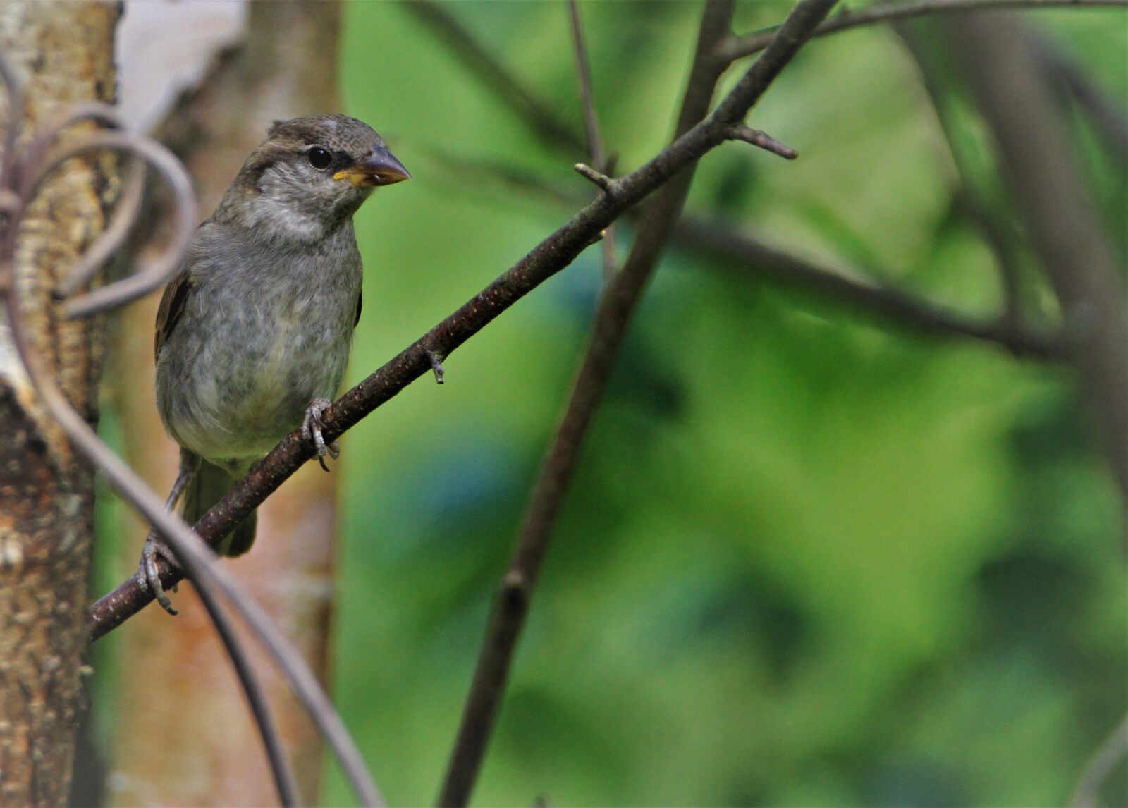 Canon EOS 7D sample photo. Sparrow, bird, garden photography