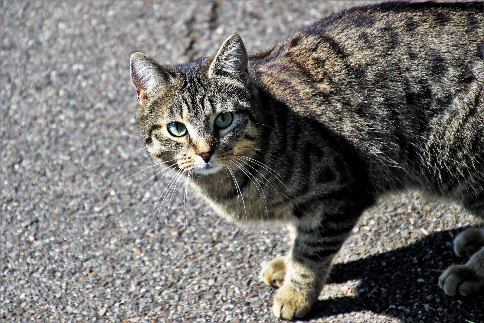 Canon EOS 80D sample photo. Animals, charming, cat photography