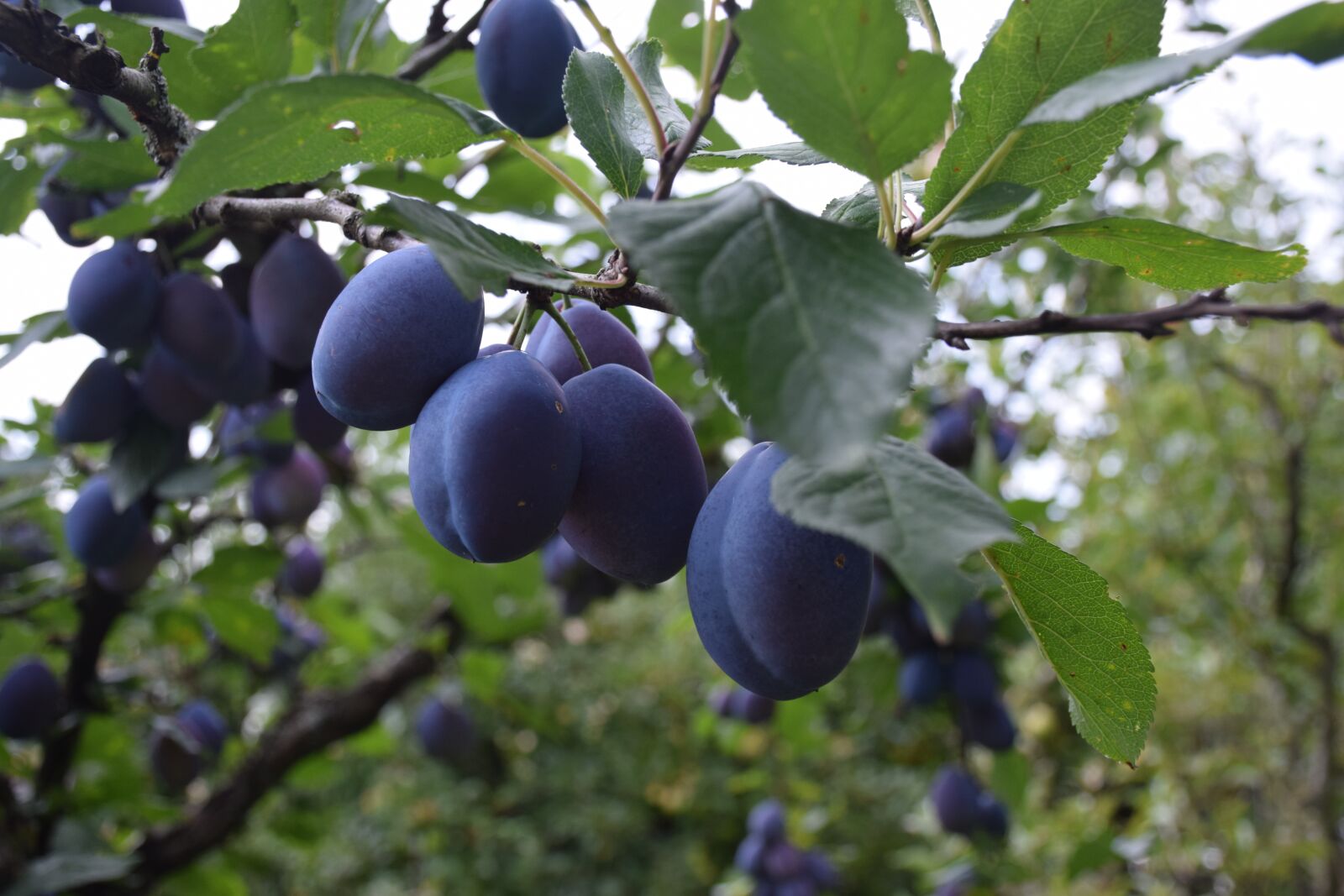 Nikon D5300 sample photo. Plum, garden, tree photography