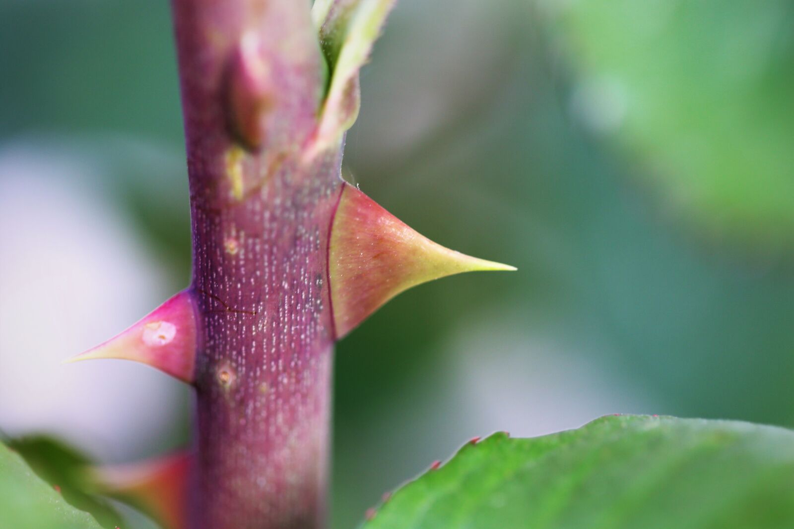 Canon EOS 6D + Canon EF 100mm F2.8 Macro USM sample photo. Rose thorns, protecting, branch photography
