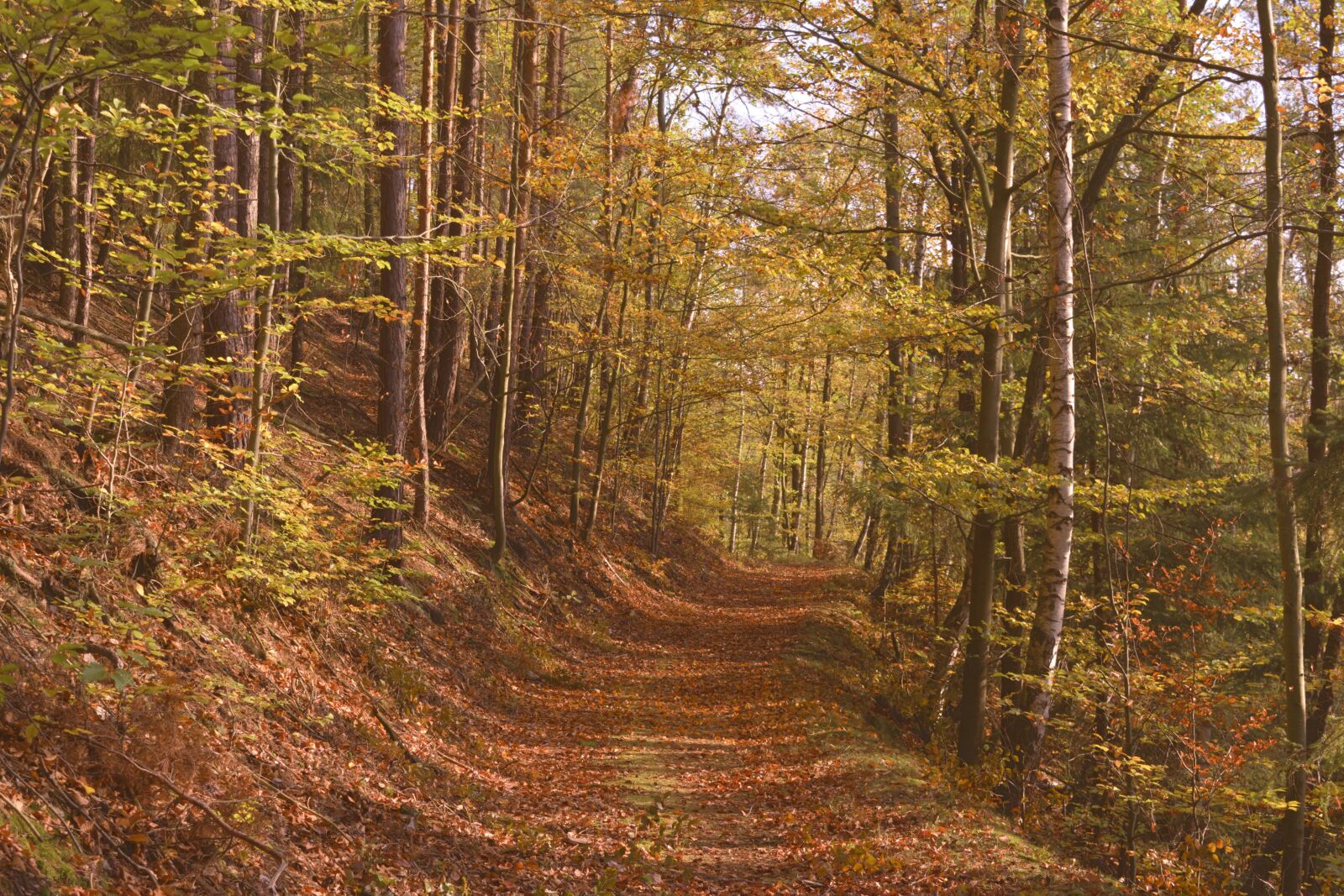 Nikon D5200 sample photo. Autumn, forest, forest path photography