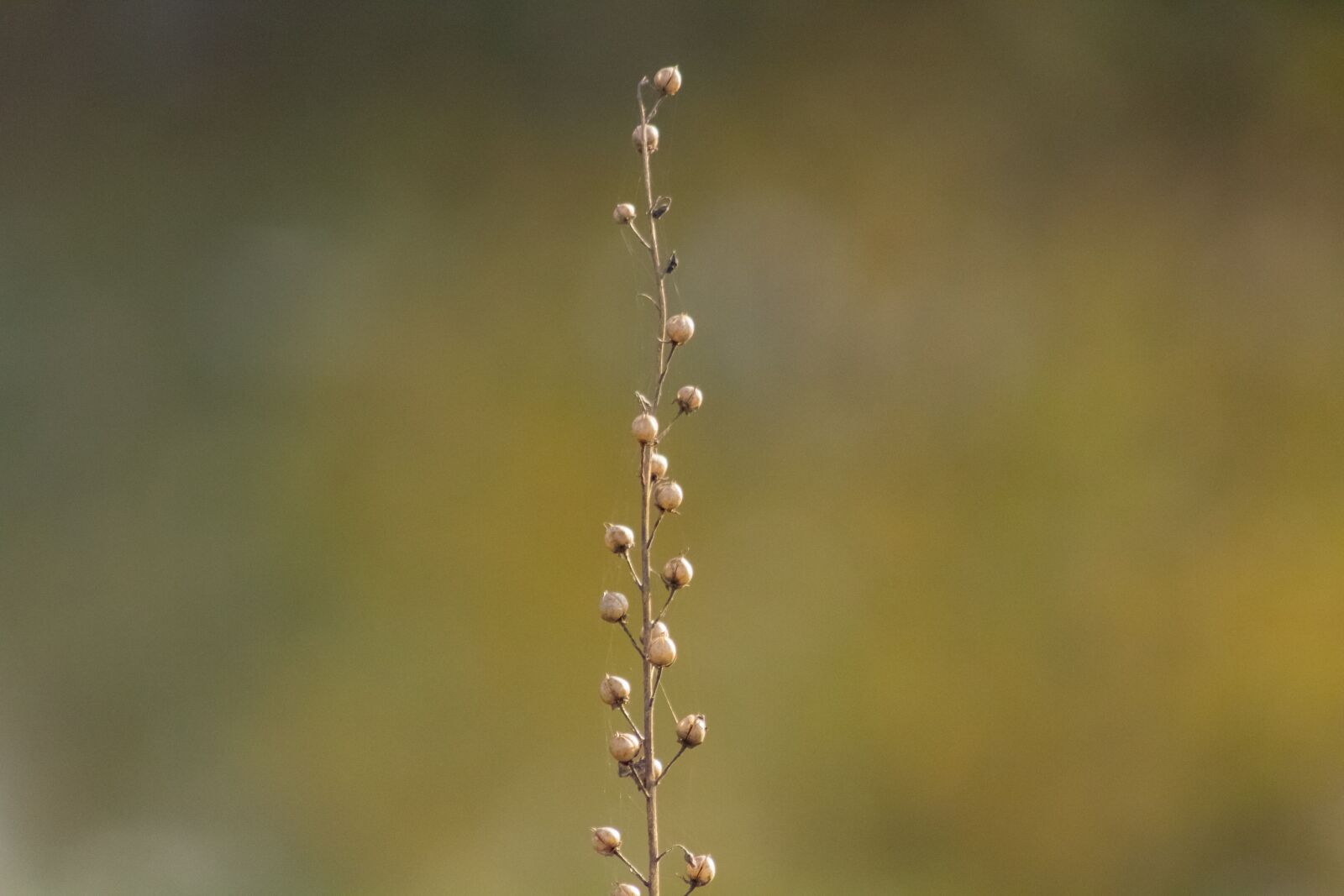 Canon EF75-300mm f/4-5.6 sample photo. Wildflower, meadow flower, flower photography