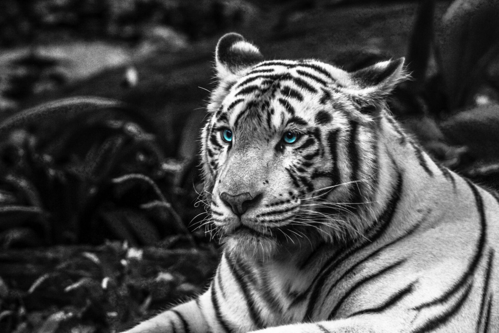 Canon EF 75-300mm f/4-5.6 sample photo. Tiger, eyes, blue photography