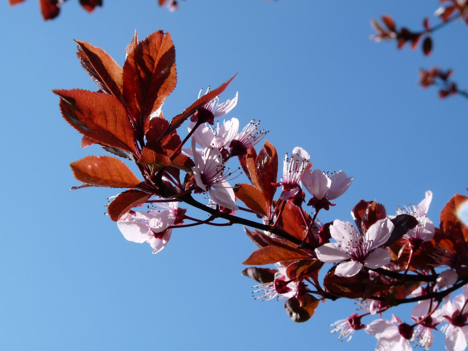 Panasonic Lumix DMC-FZ28 sample photo. Plum, spring, blue photography