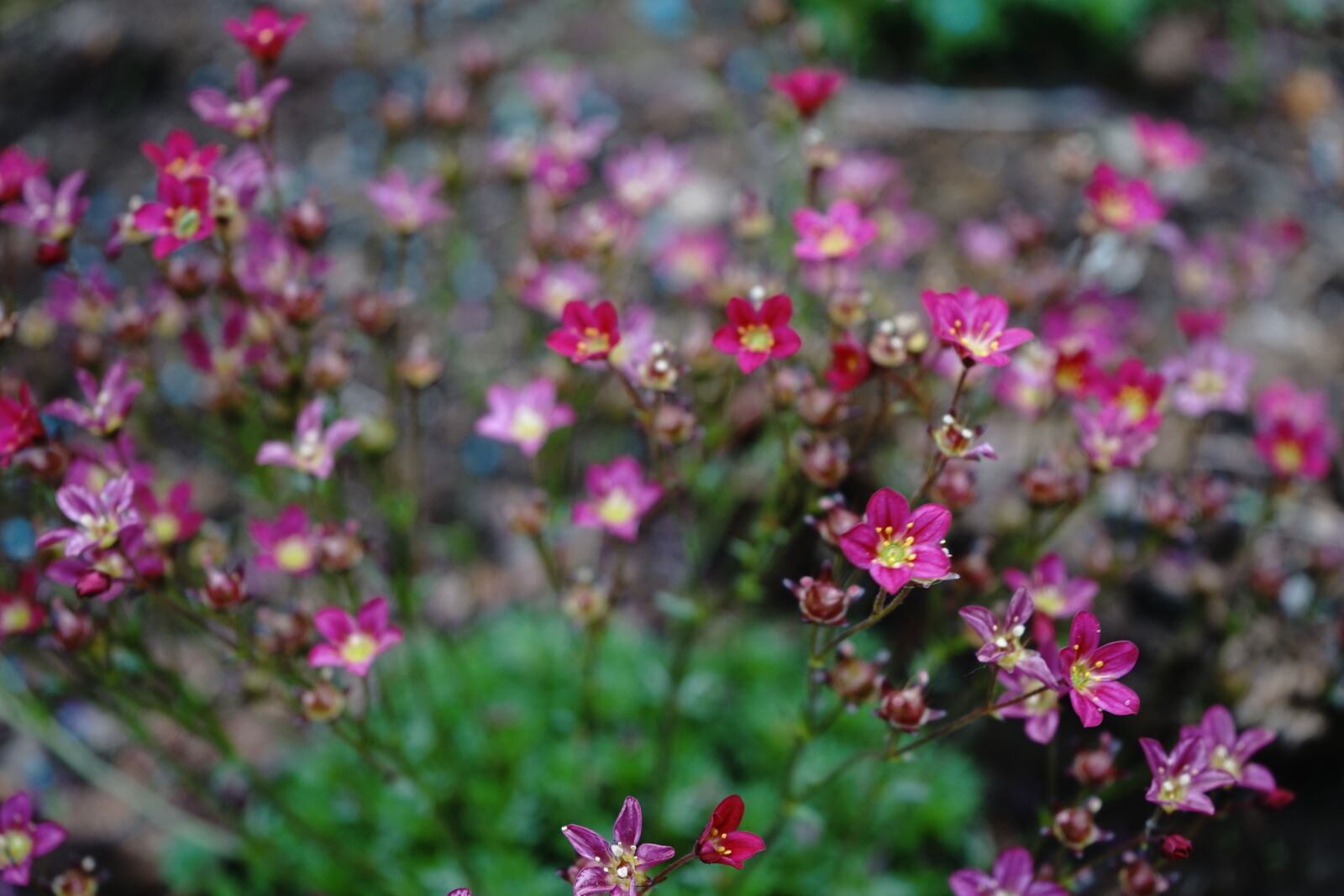 Sony a7 II + Sony FE 28-70mm F3.5-5.6 OSS sample photo. Flowers, stone garden, spring photography