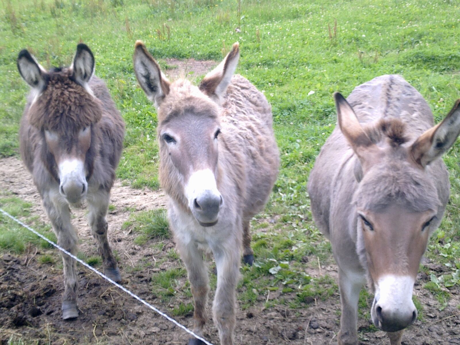 Nokia E72-1 sample photo. Donkeys, animals photography