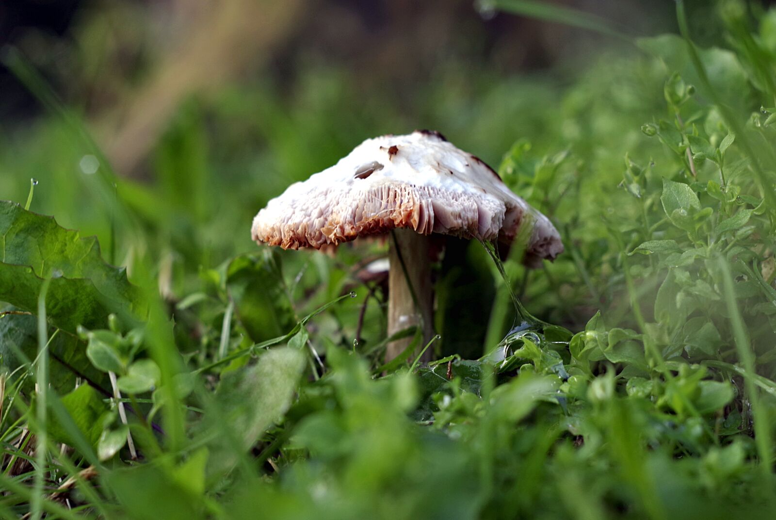 Pentax K-S2 sample photo. Mushroom, grass, macro photography