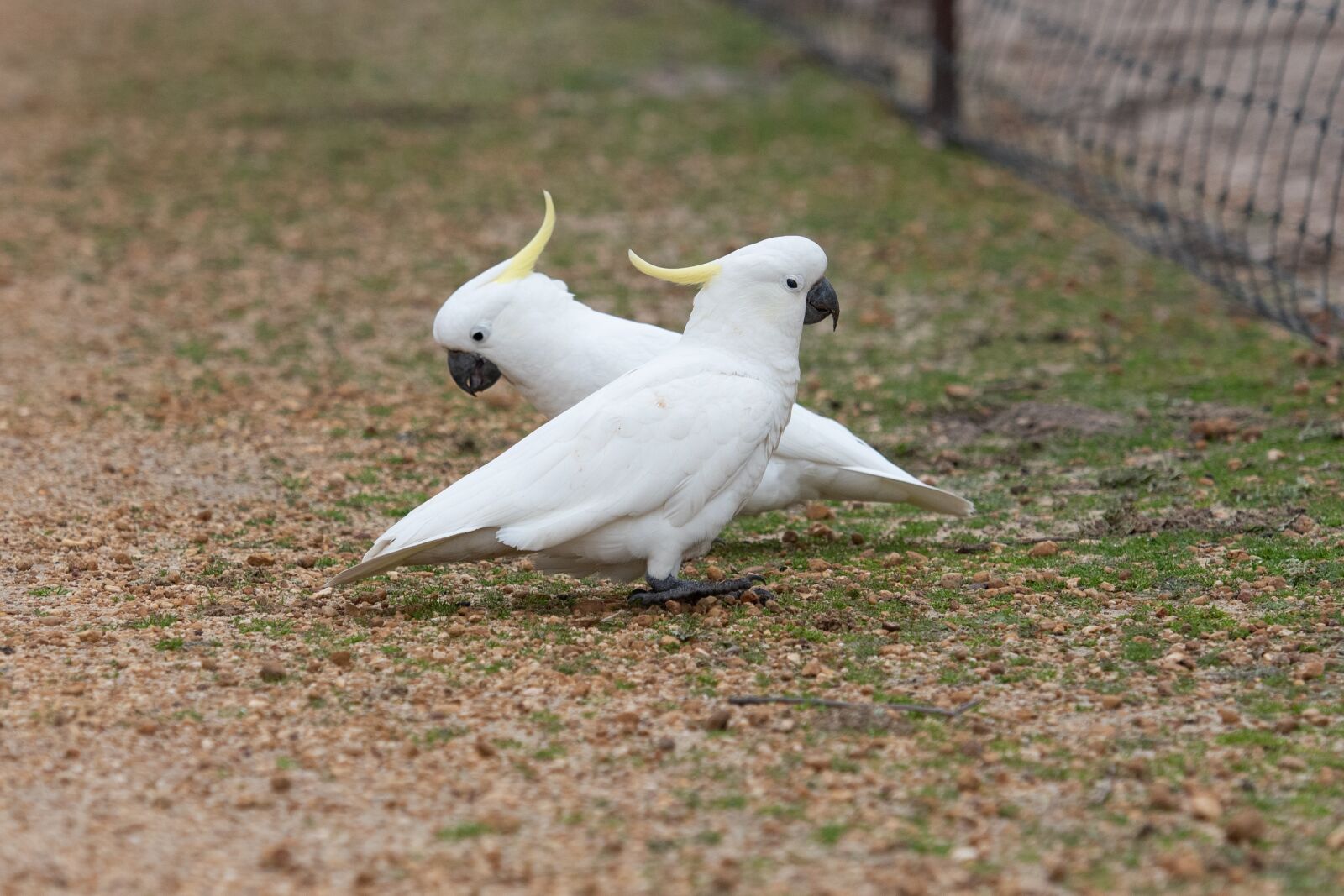 Nikon D750 sample photo. Sulphur crested cockatoo, cockatoo photography