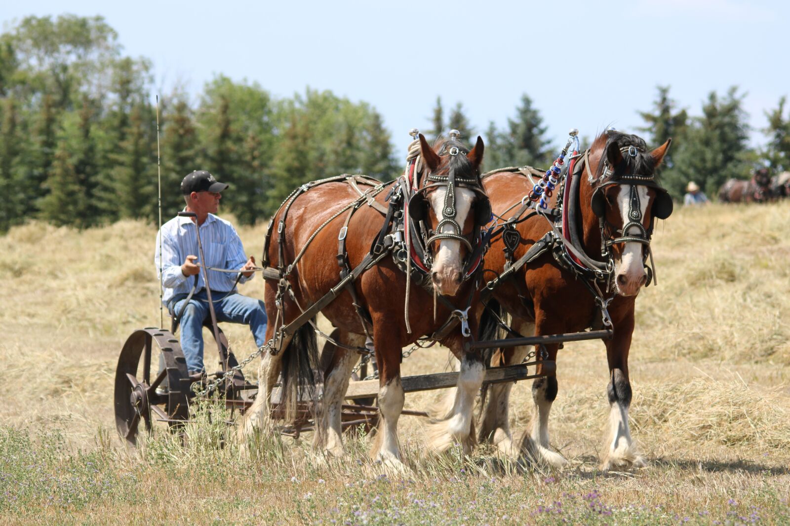 Canon EOS 750D (EOS Rebel T6i / EOS Kiss X8i) sample photo. Horses, farm, hay photography