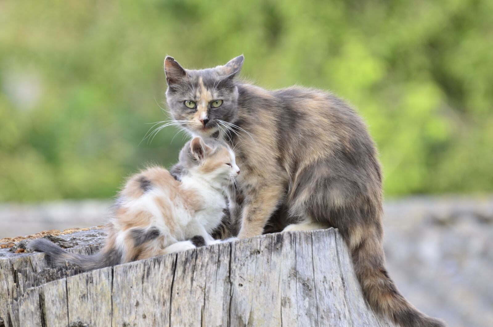 Nikon D7000 sample photo. Cat, animals, fur photography