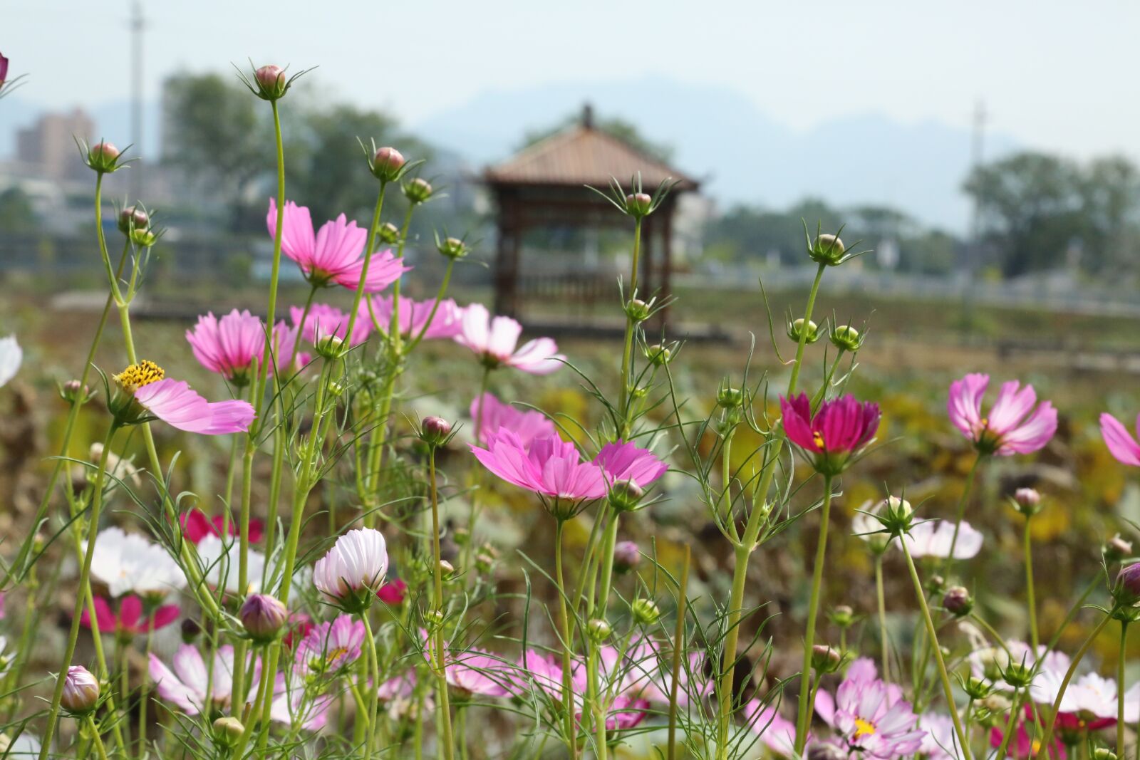 Canon EF 24-105mm F4L IS USM sample photo. Flowers, pavilion, country photography