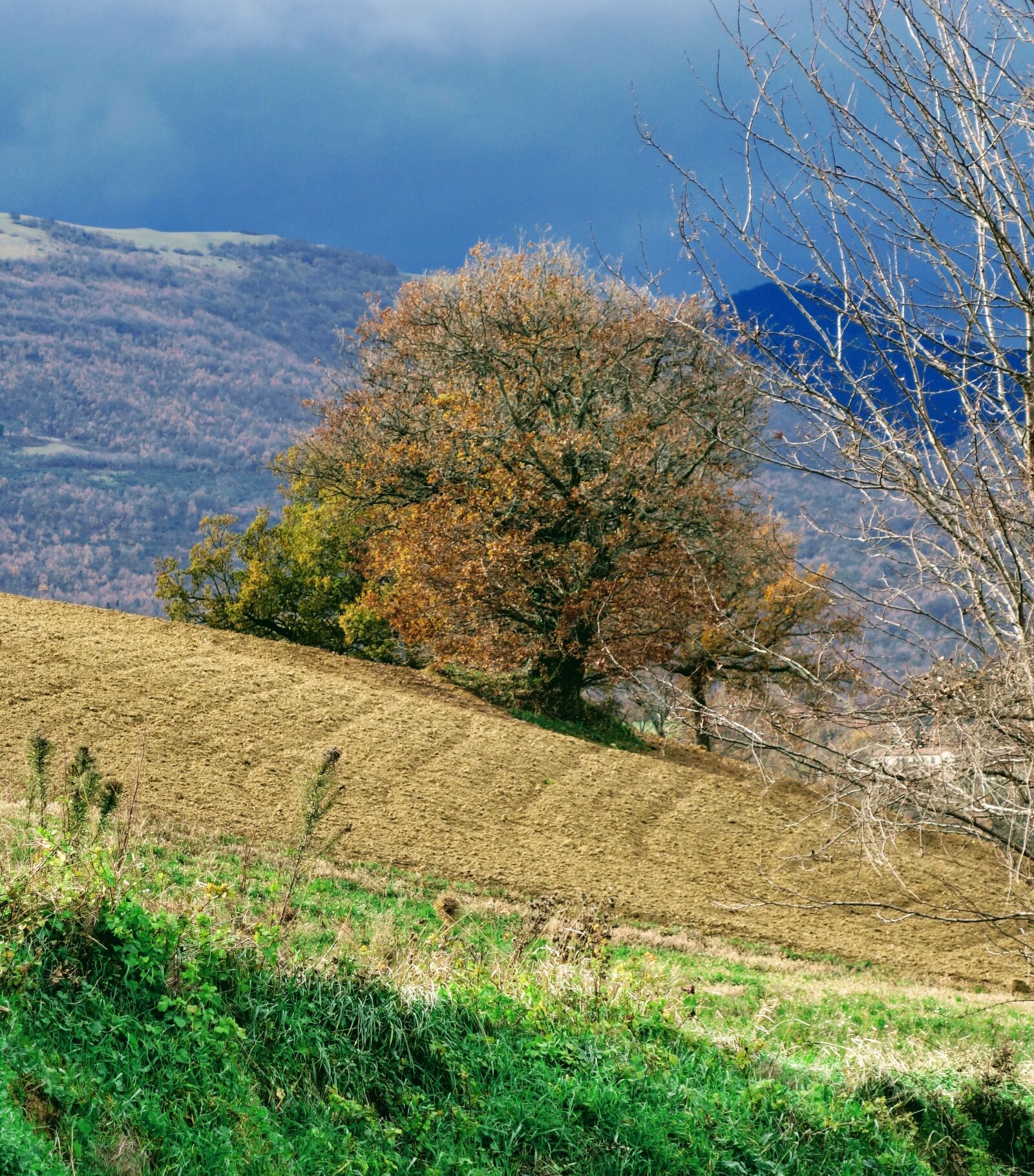 Sony Cyber-shot DSC-RX100 II sample photo. Landscape, tree, nature photography