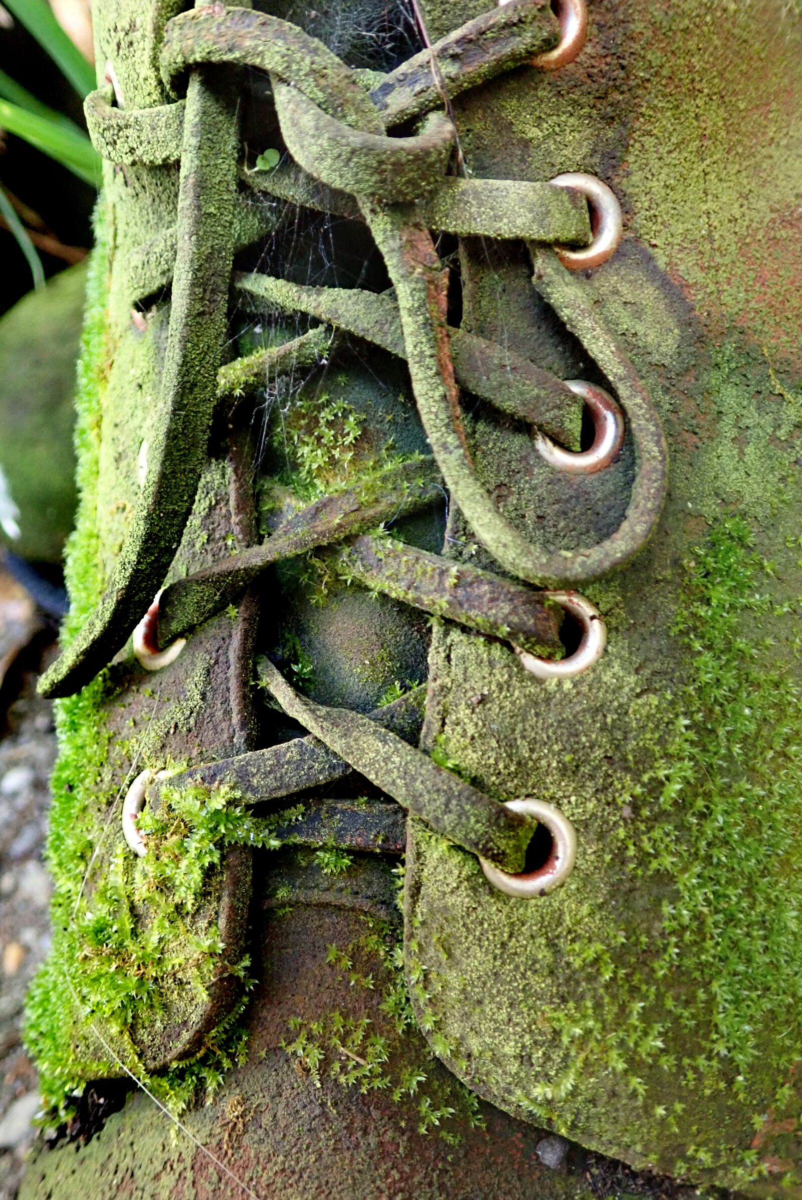 Olympus TG-5 sample photo. Boot, old, moss photography