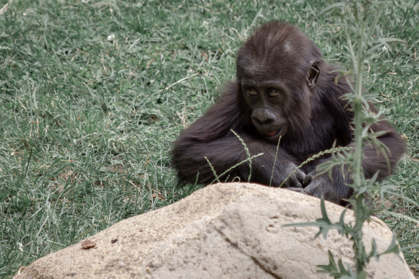 Canon EF 70-300 F4-5.6 IS II USM sample photo. Gorilla, ape, gorilla mother photography