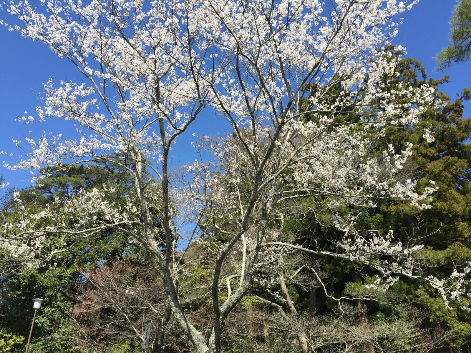 iPhone 6 back camera 4.15mm f/2.2 sample photo. Cherry blossoms, sakura, cherry photography