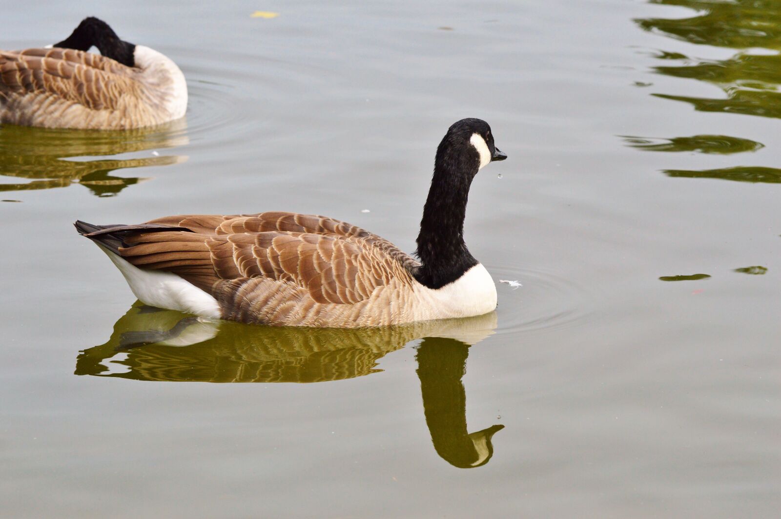 Nikon D3200 sample photo. Wild goose, goose, bird photography