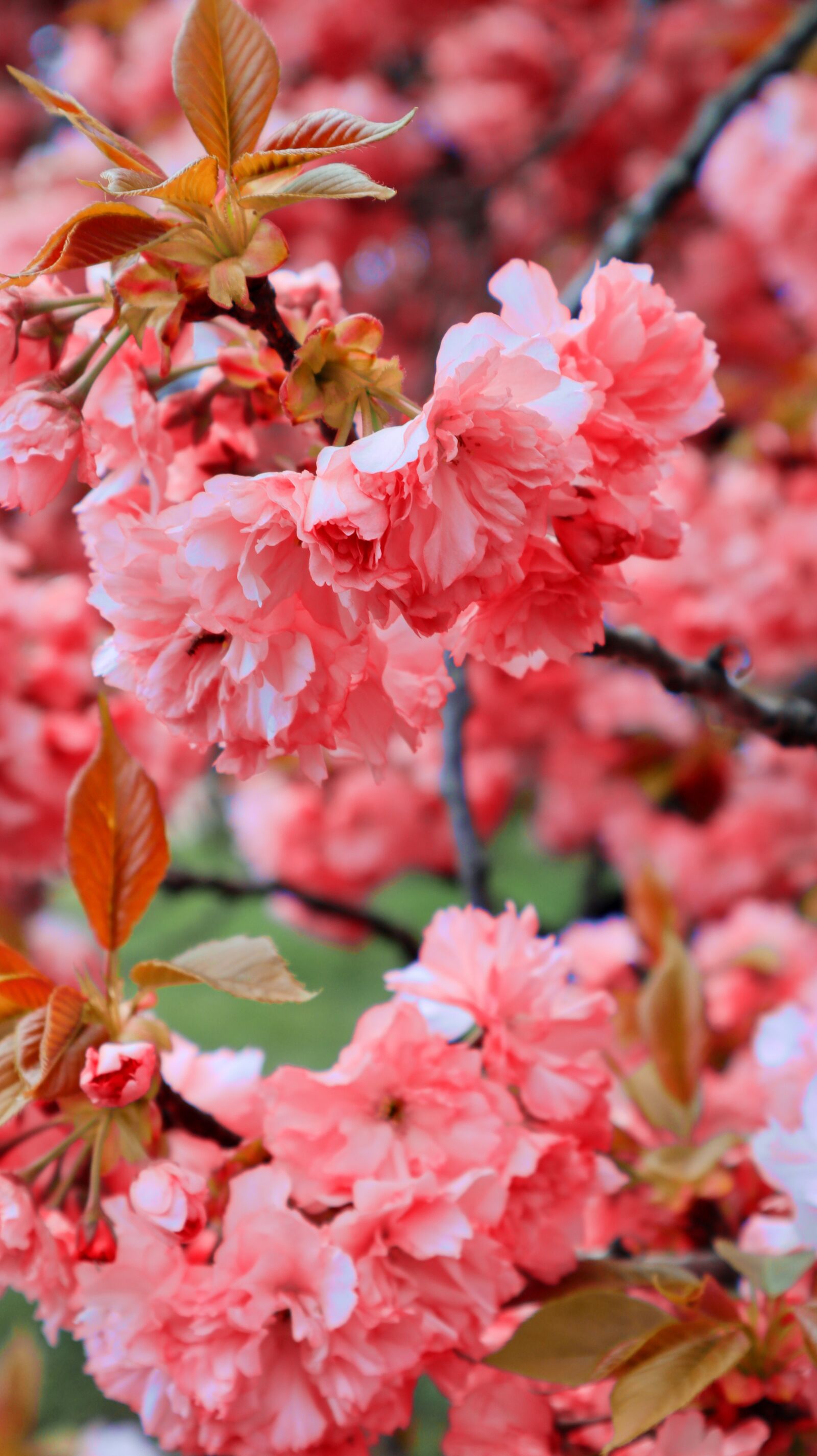 Canon EF-M 15-45mm F3.5-6.3 IS STM sample photo. Cherry blossom, flowers, bloom photography