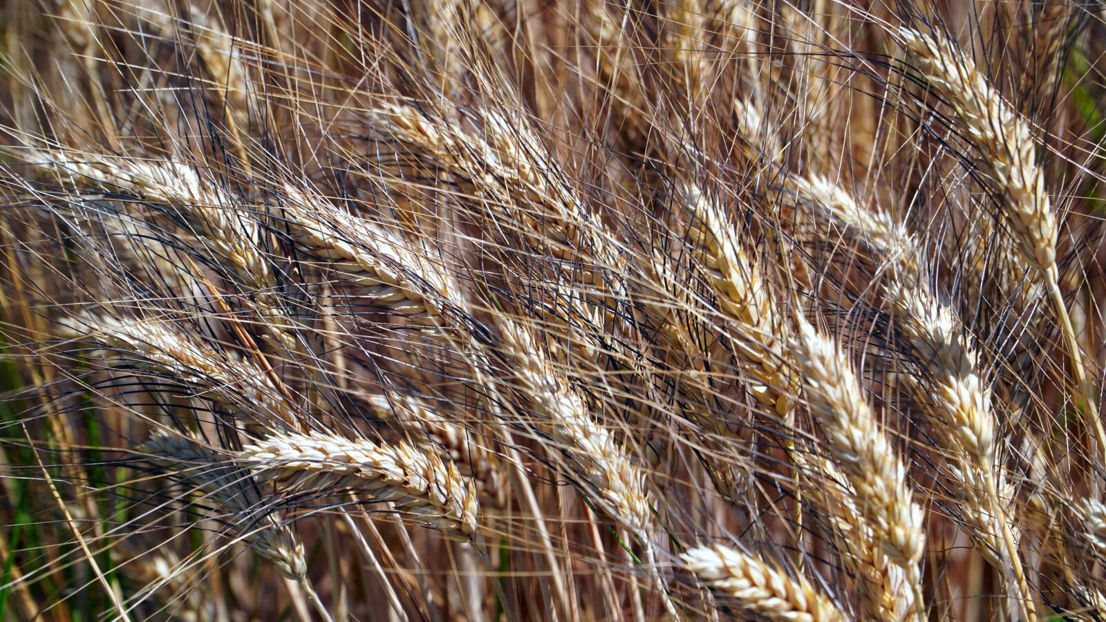 Sony a6400 + Sony E PZ 18-105mm F4 G OSS sample photo. Cereals, spike, agriculture photography