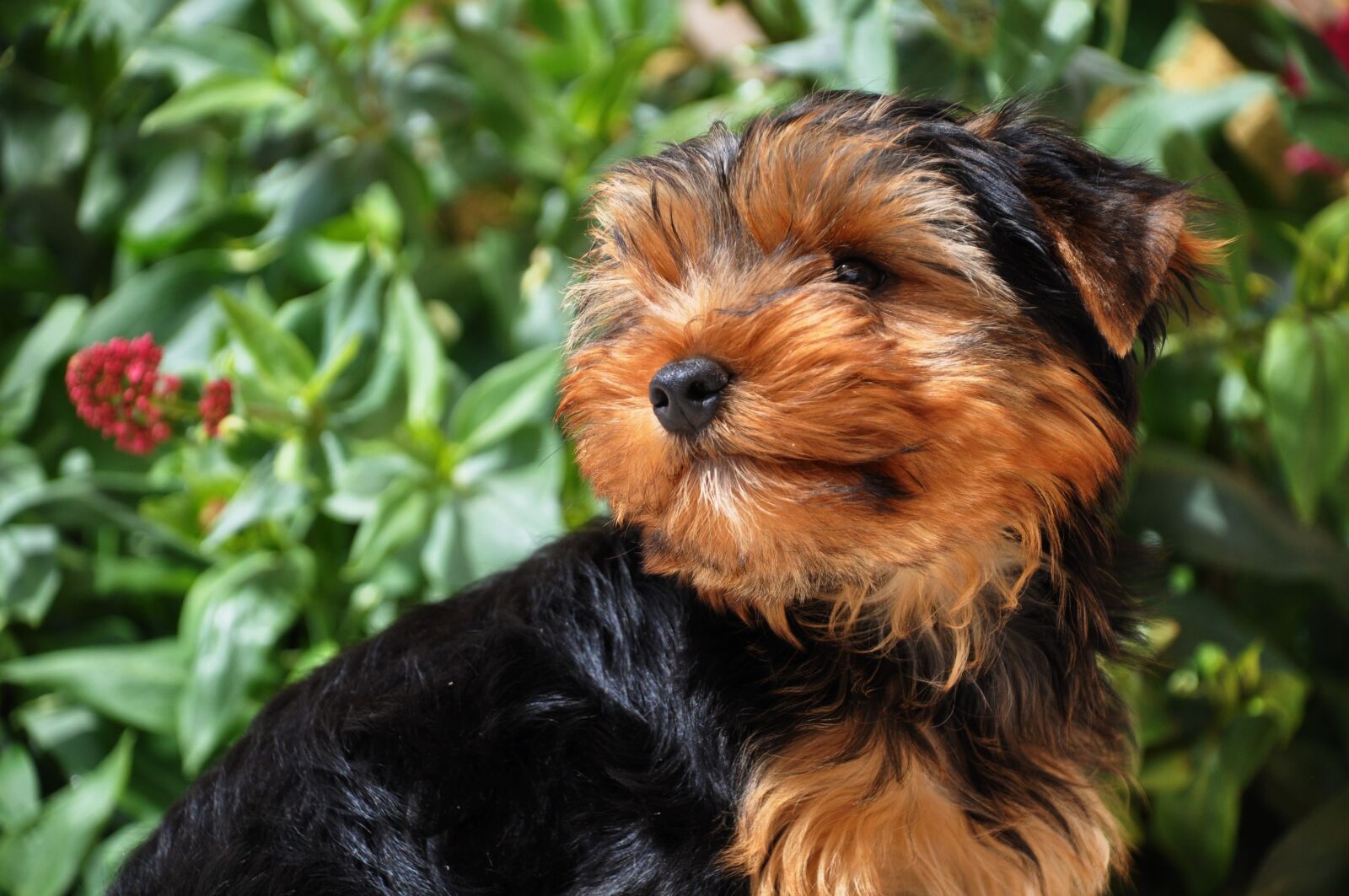 Nikon D90 sample photo. Yorkshire, dog, domestic animal photography