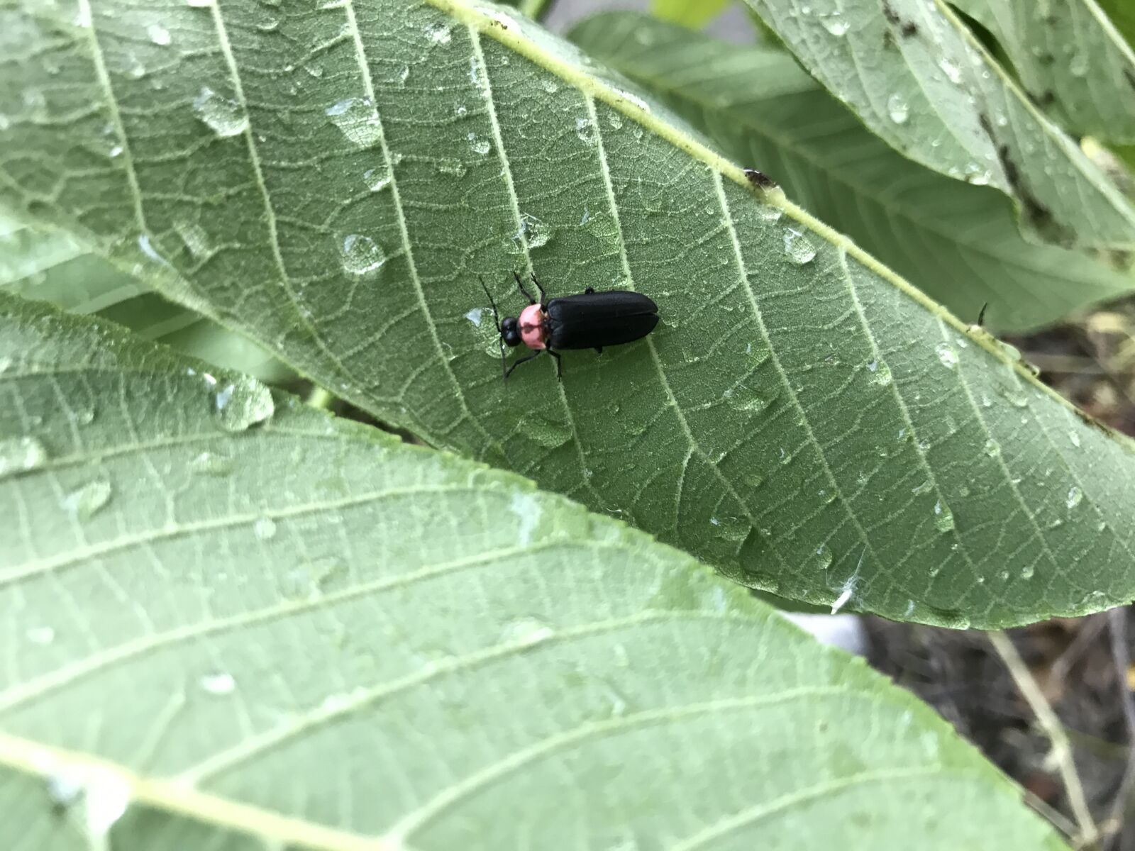 iPhone 7 back camera 3.99mm f/1.8 sample photo. Firefly, forest, wood photography