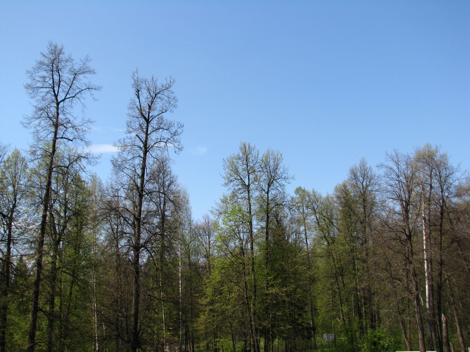 Canon POWERSHOT S5 IS sample photo. Spring, forest, trees photography